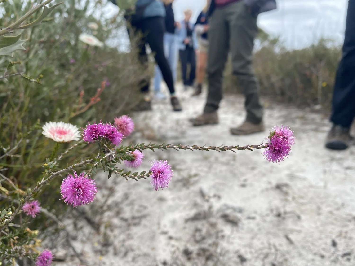 Walking with Wildflowers - Fitzgerald Biosphere September 2024 - 4