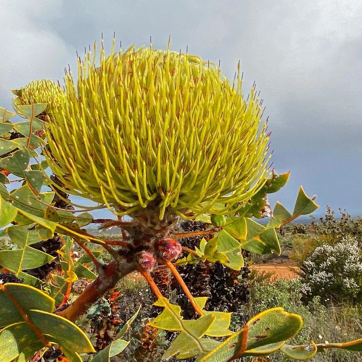 Banksia baxteri.jpeg