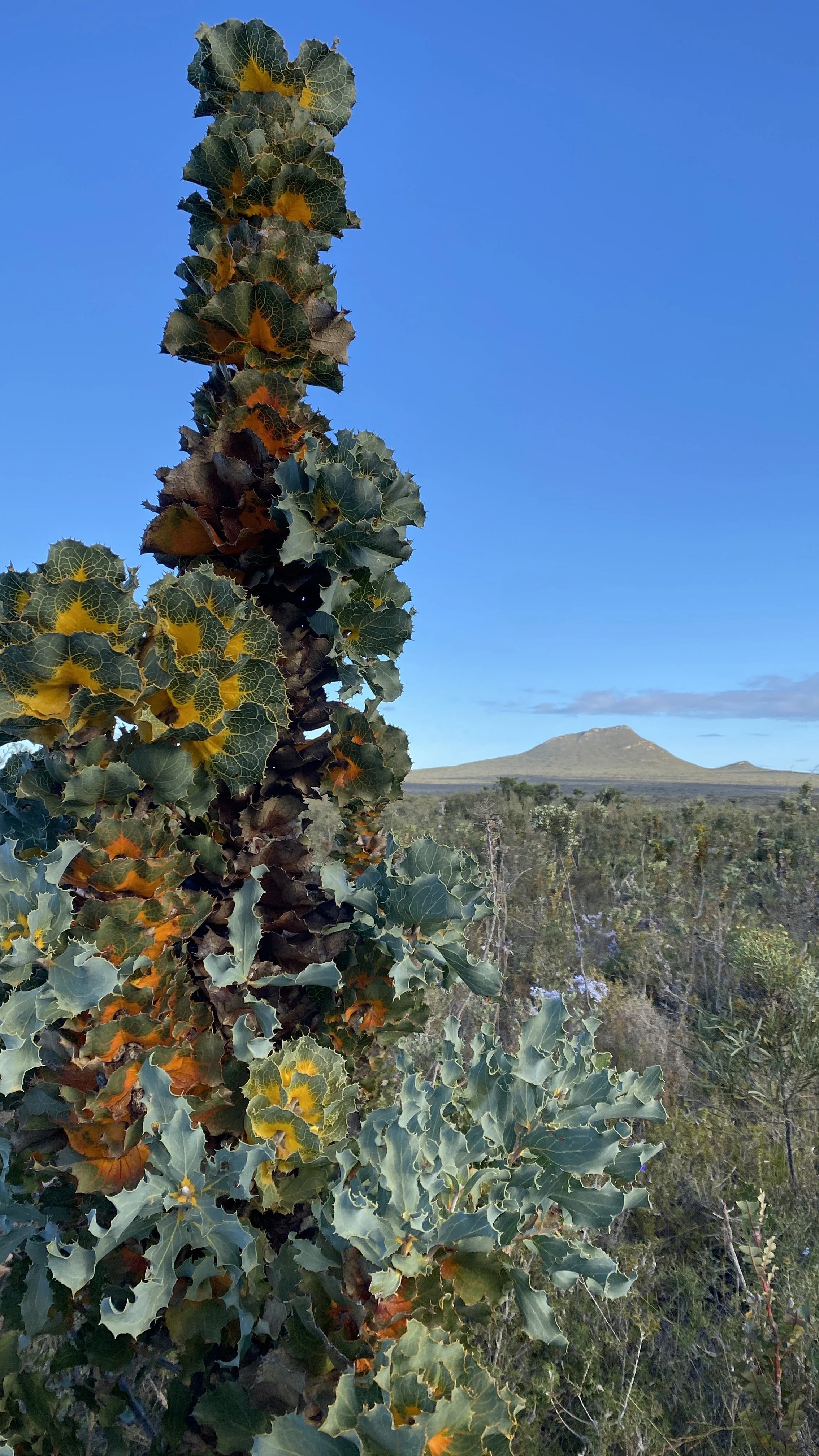 Royal Hakea - West Mt Barren.jpeg