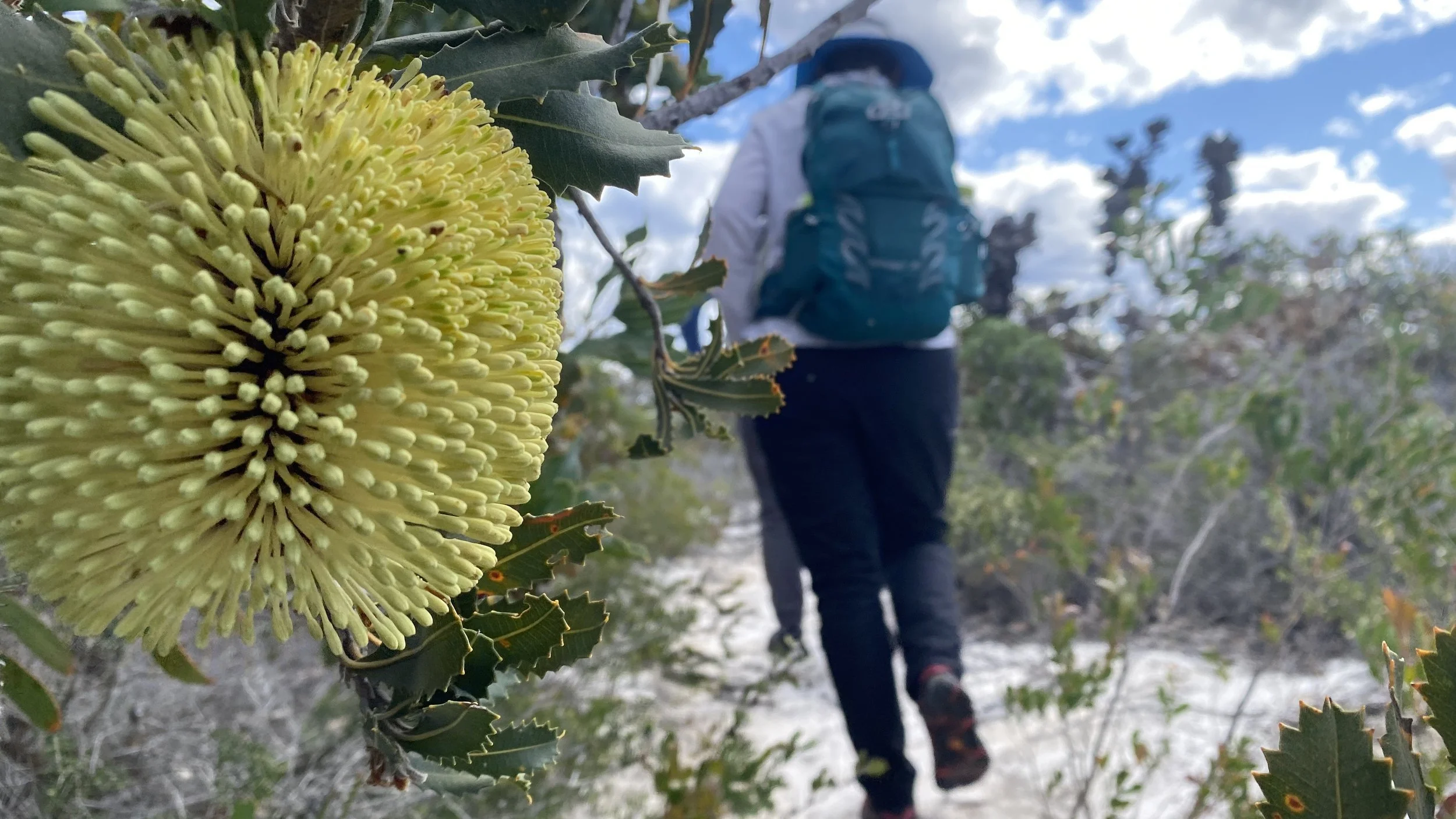 Walking with Wildflowers 2021.jpg