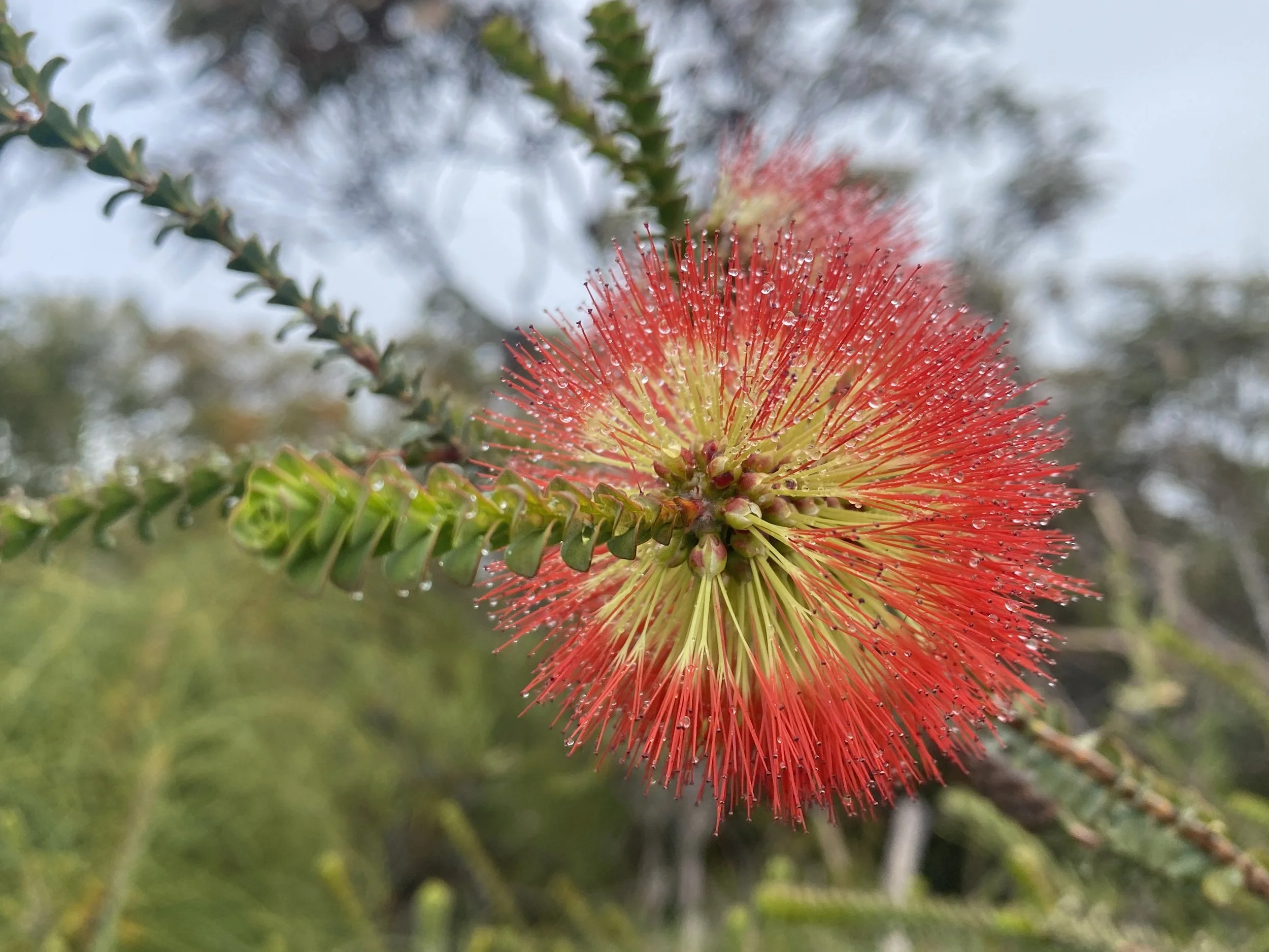 Ravensthorpe Range Bottle Brush 1.JPG