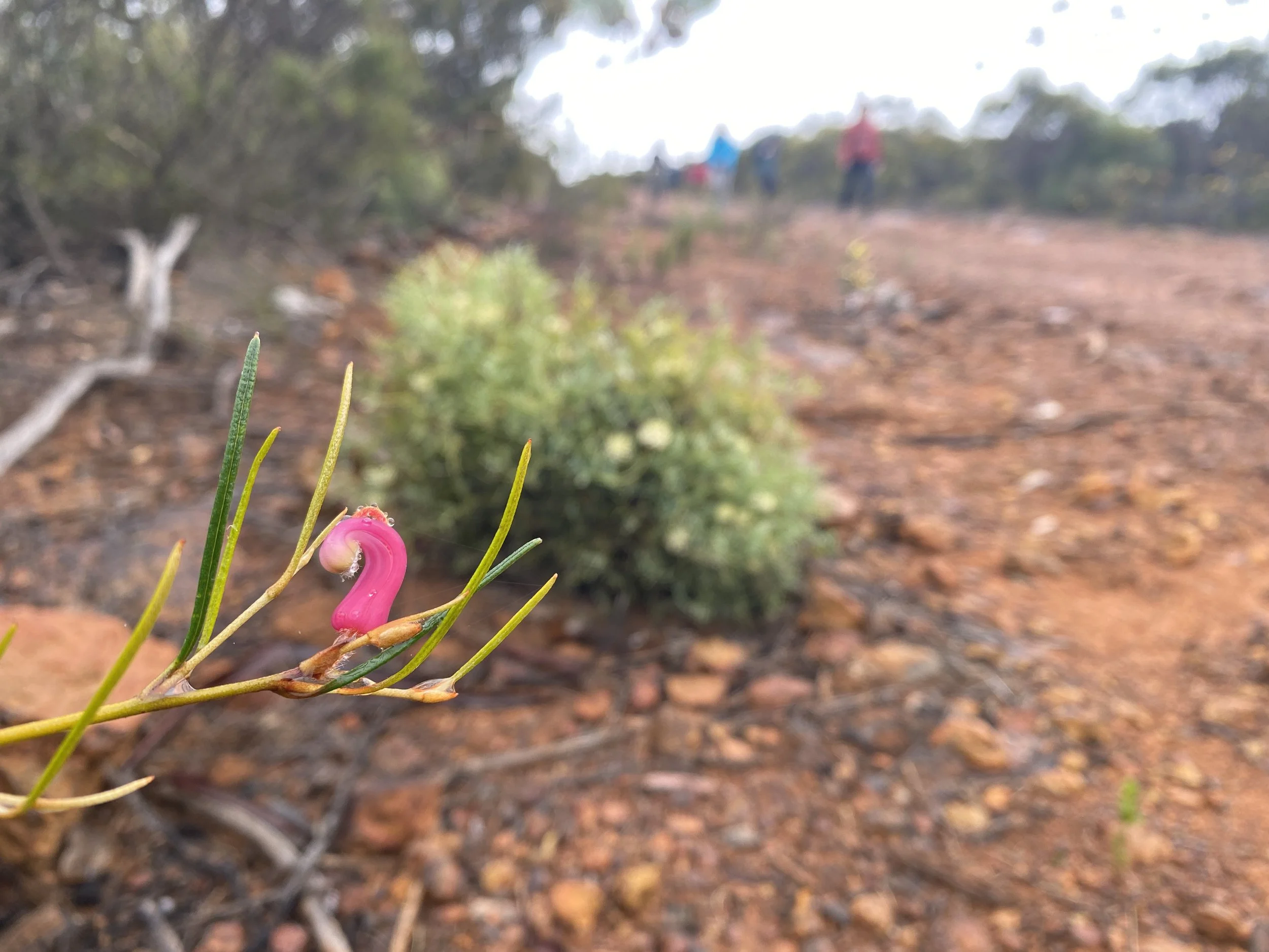 Walking with Wildflowers Fitzgerald Biosphere 7.JPG