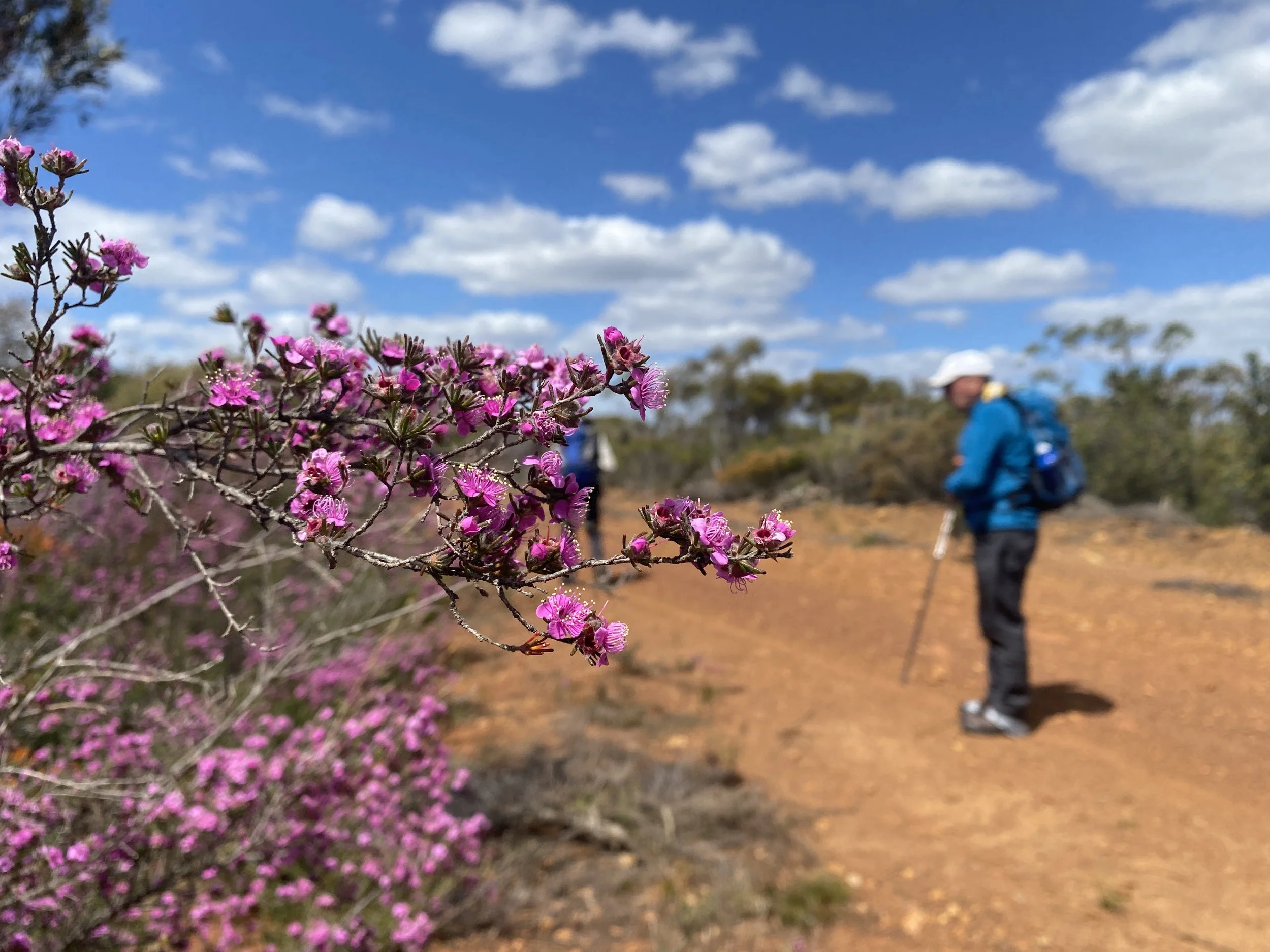 Walking with Wildflowers Fitzgerald Biosphere 2.JPG