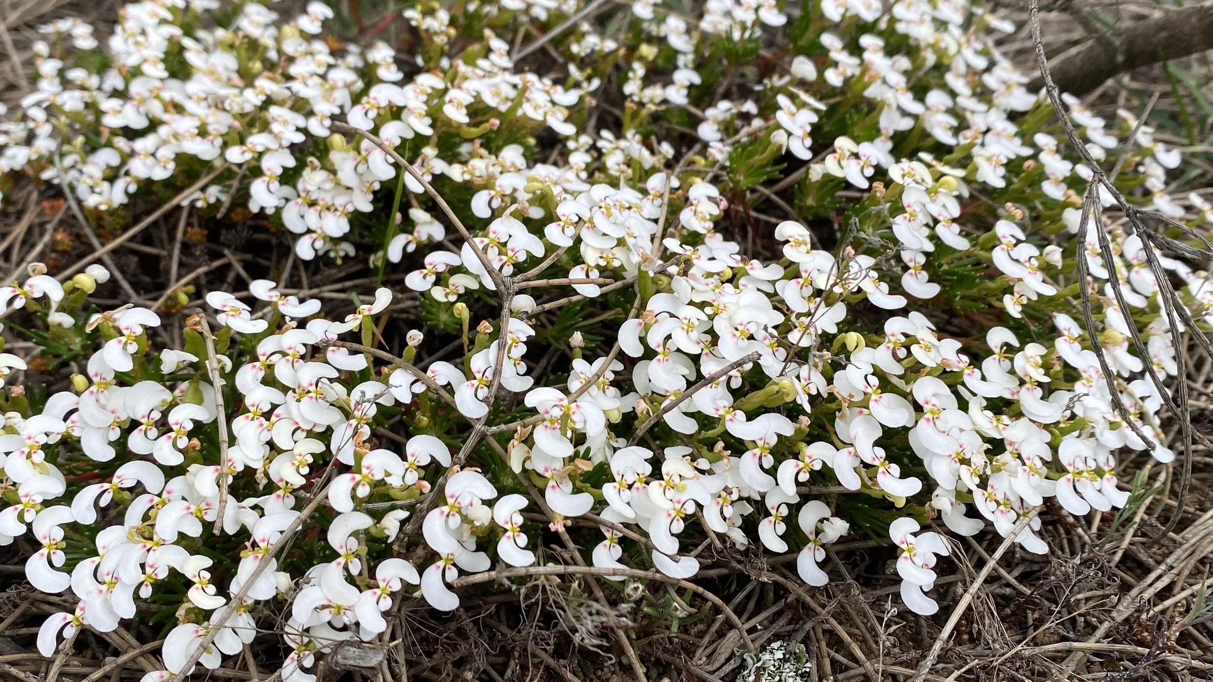 stylidium sp 21.JPG
