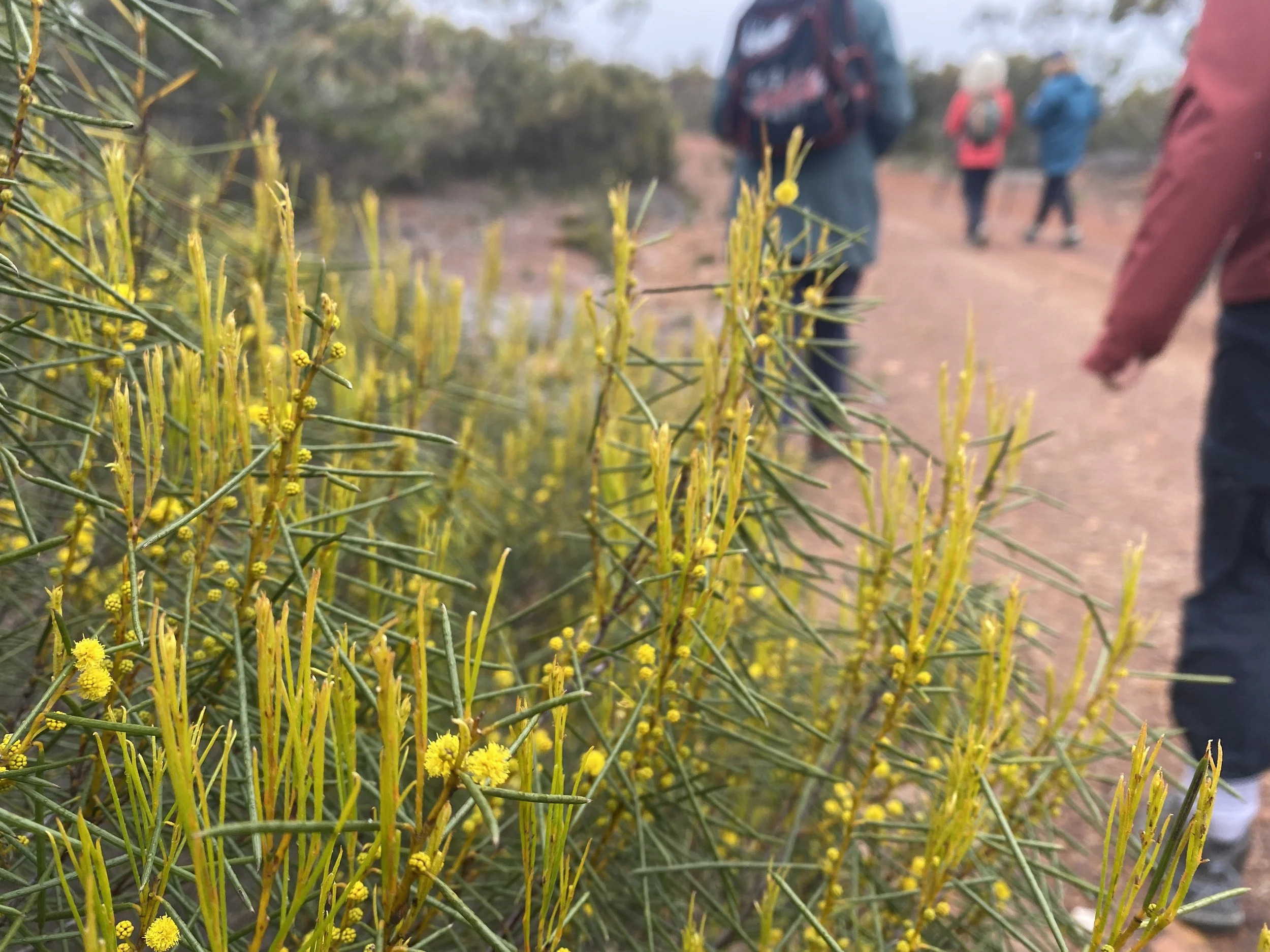 Walking with Wildflowers Fitzgerald Biosphere 8.JPG