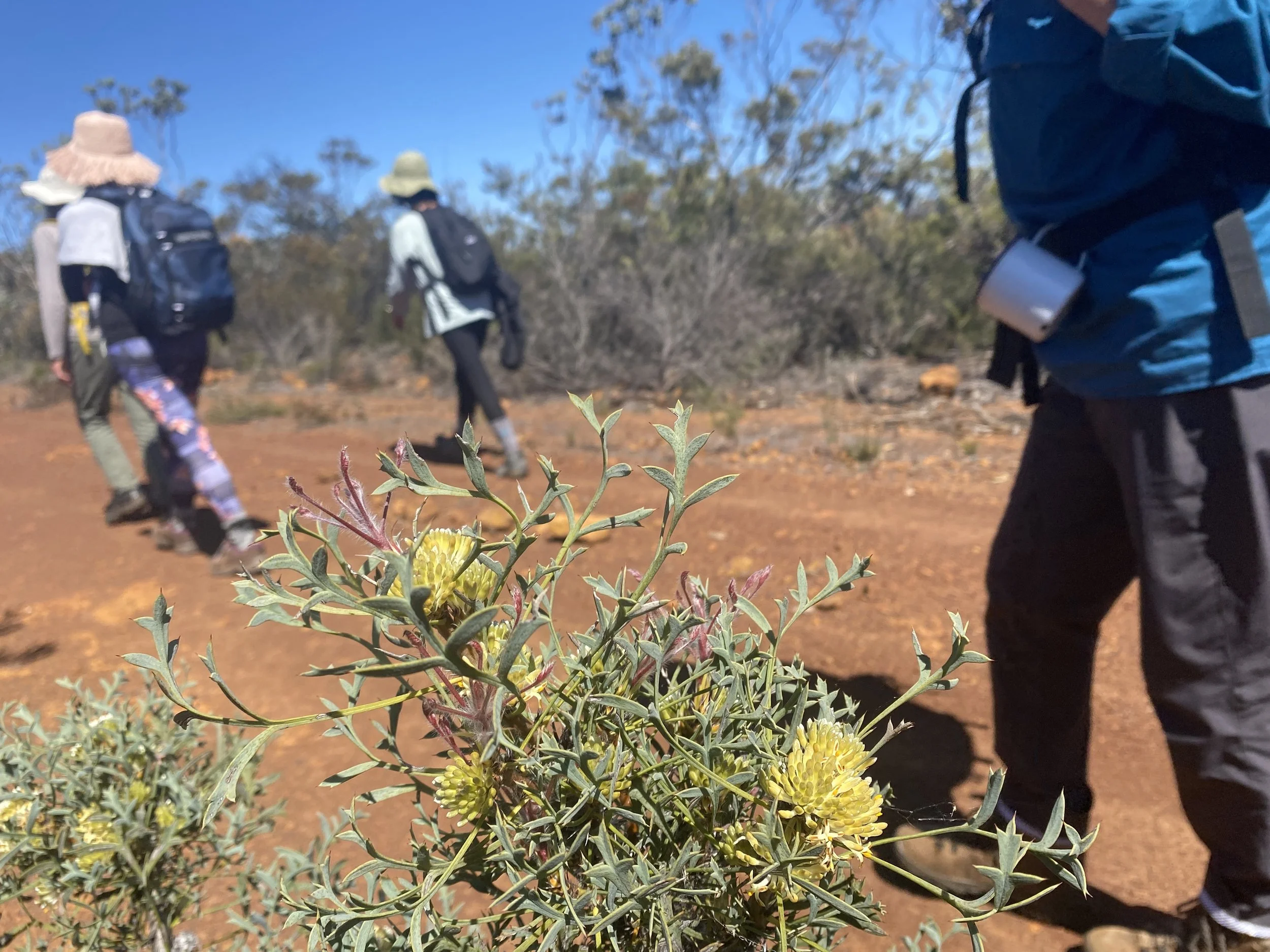 Walking with Wildflowers Fitzgerald Biosphere 5.JPG
