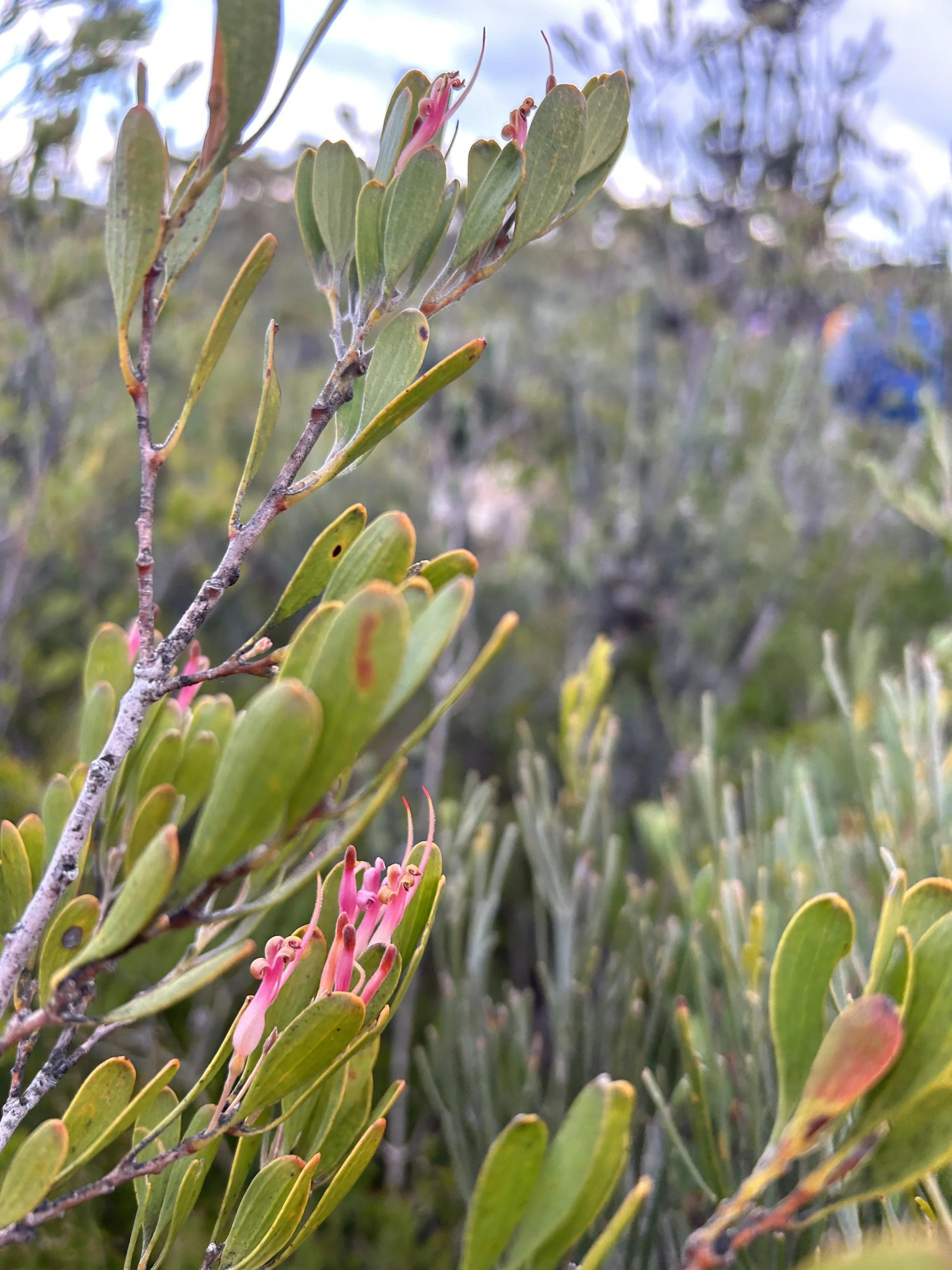 Adenanthos ellipticus.JPG