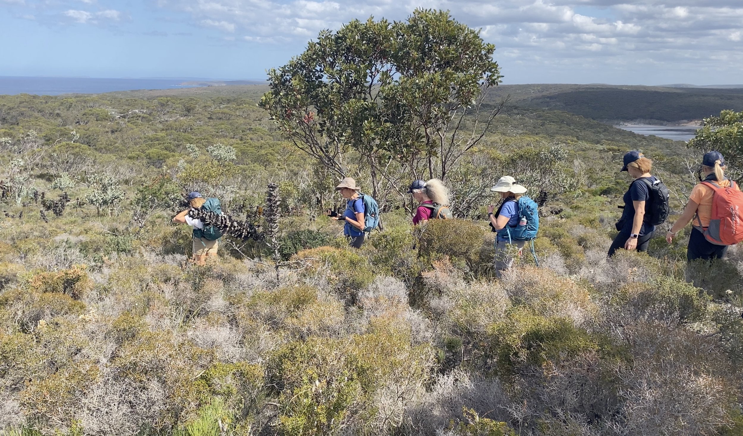 Walking with Wildflowers - Mamang trail September 2022 9 copy.jpeg