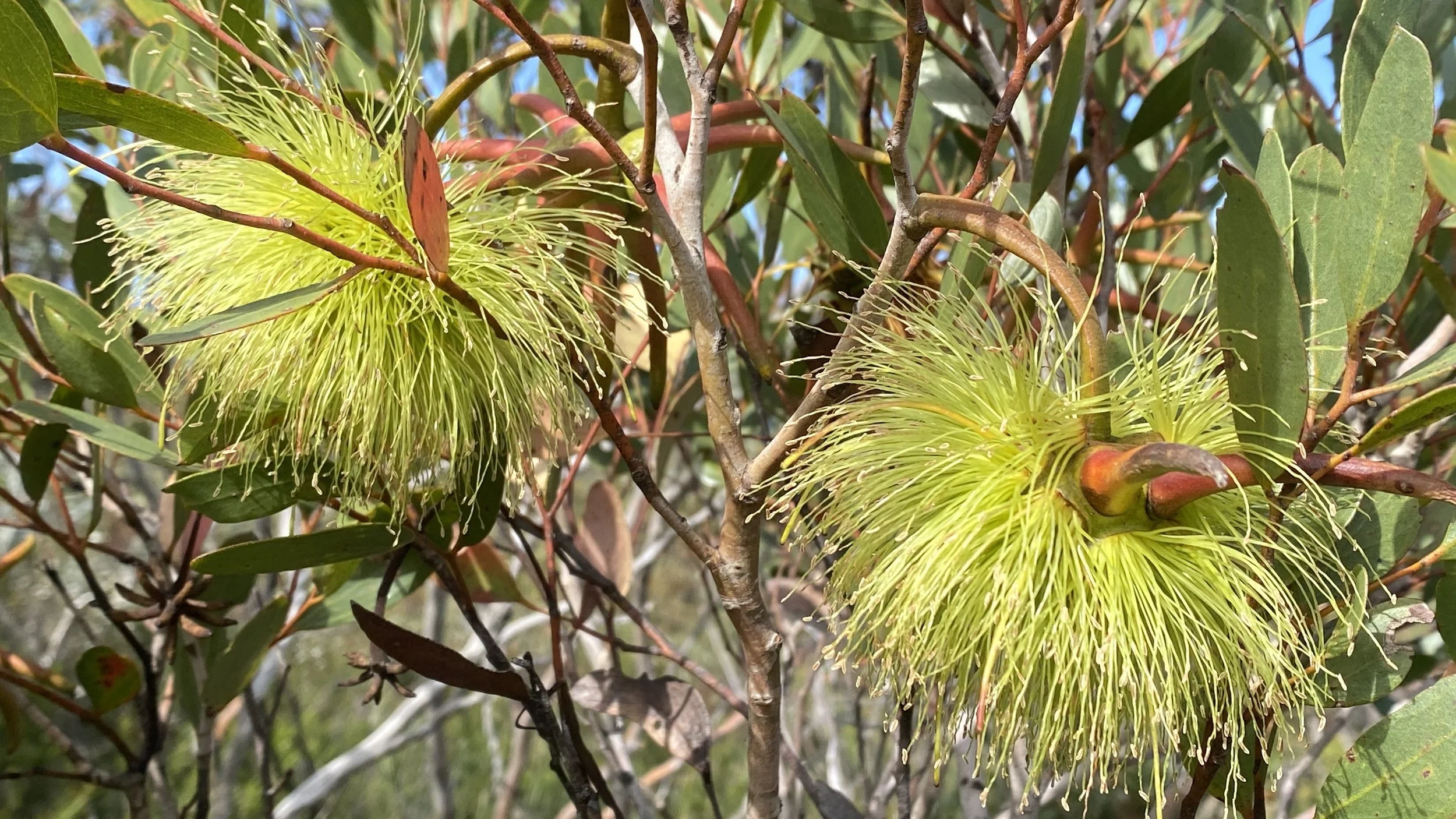 Wildflowers of Western Australia - the shape of flowers PT 1