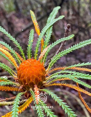 Banksia formosus.png