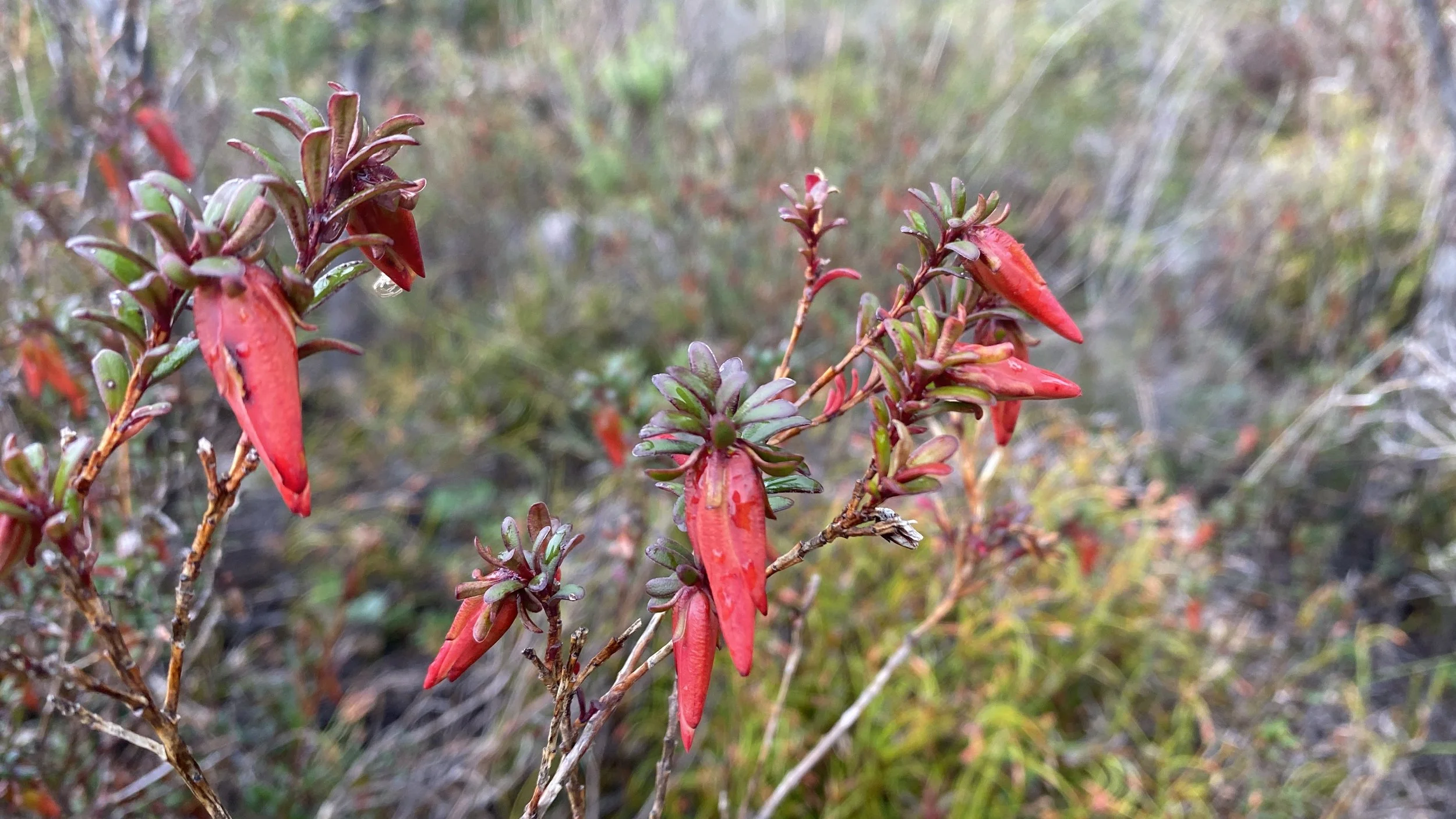 Wildflowers Stirling Range National Park 5.JPG