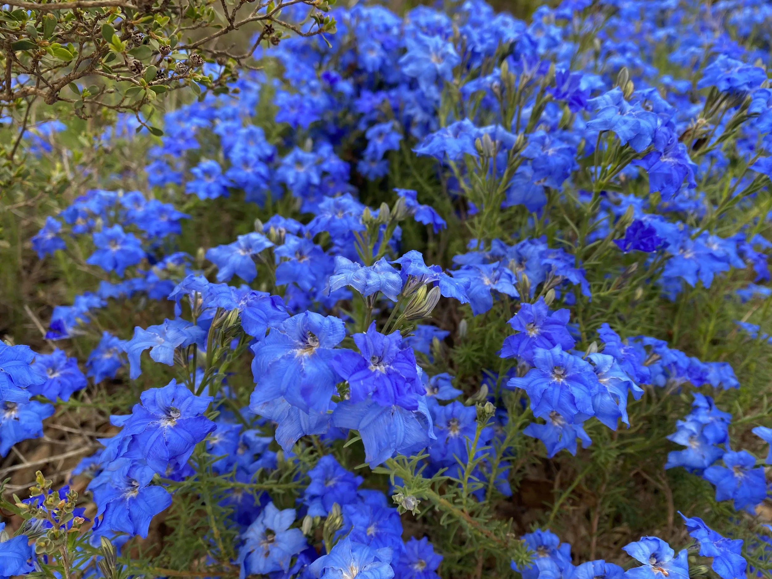 lechenaultia biloba .JPG