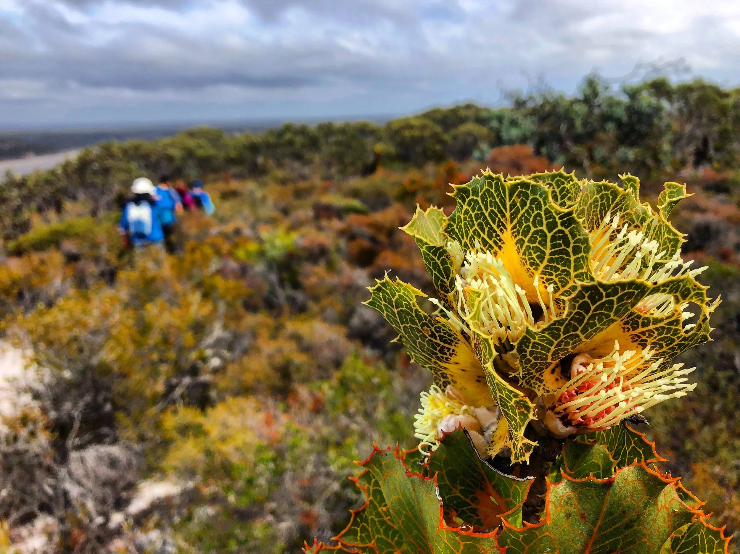Fitzgerald River National Park.JPG