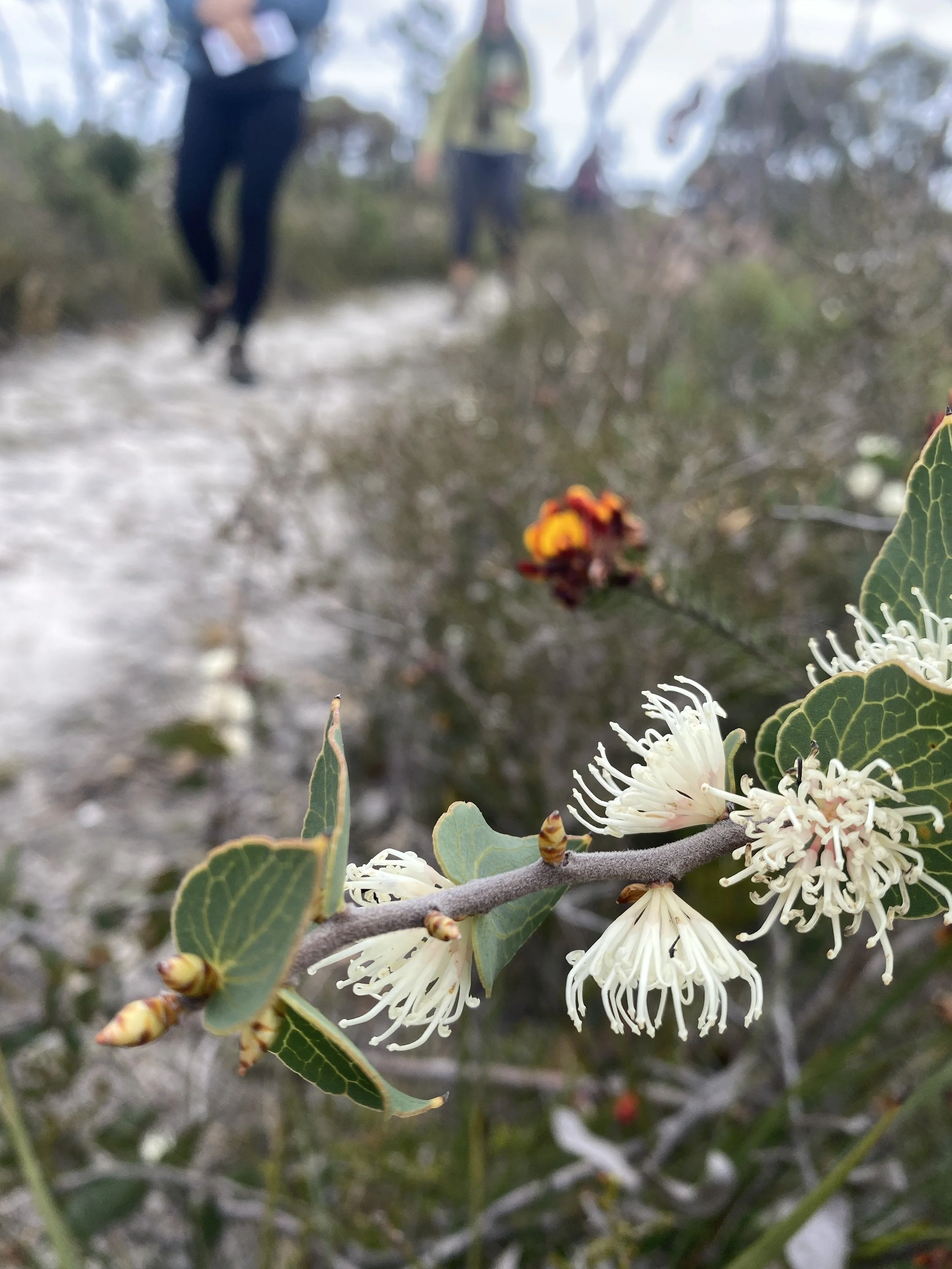 Hakea furrigenia .JPG