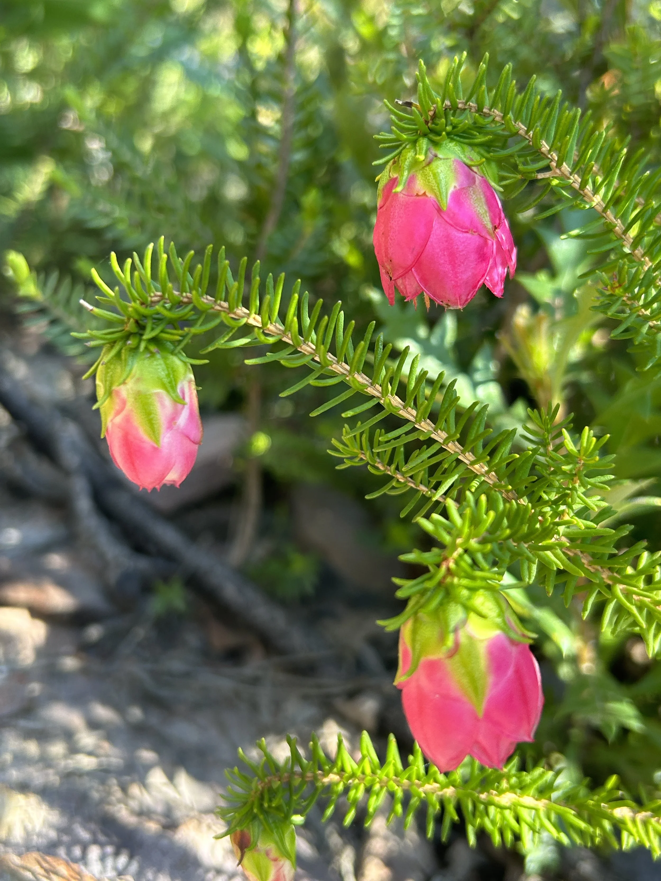 Mt Trio Darwinia wittwerorum 3.JPG