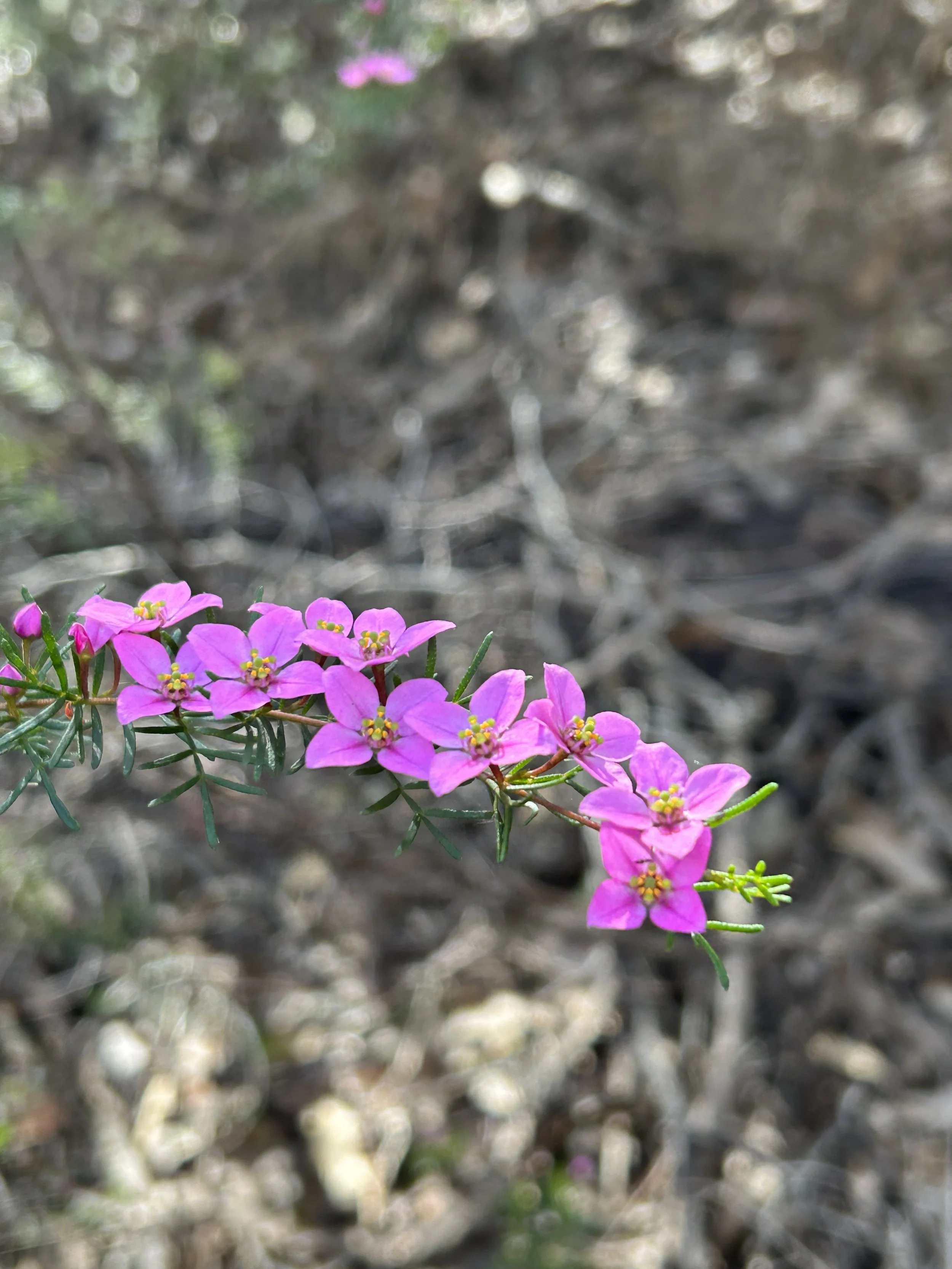 Boronia Mt Magog Stirling Ragne NP 2023.JPG