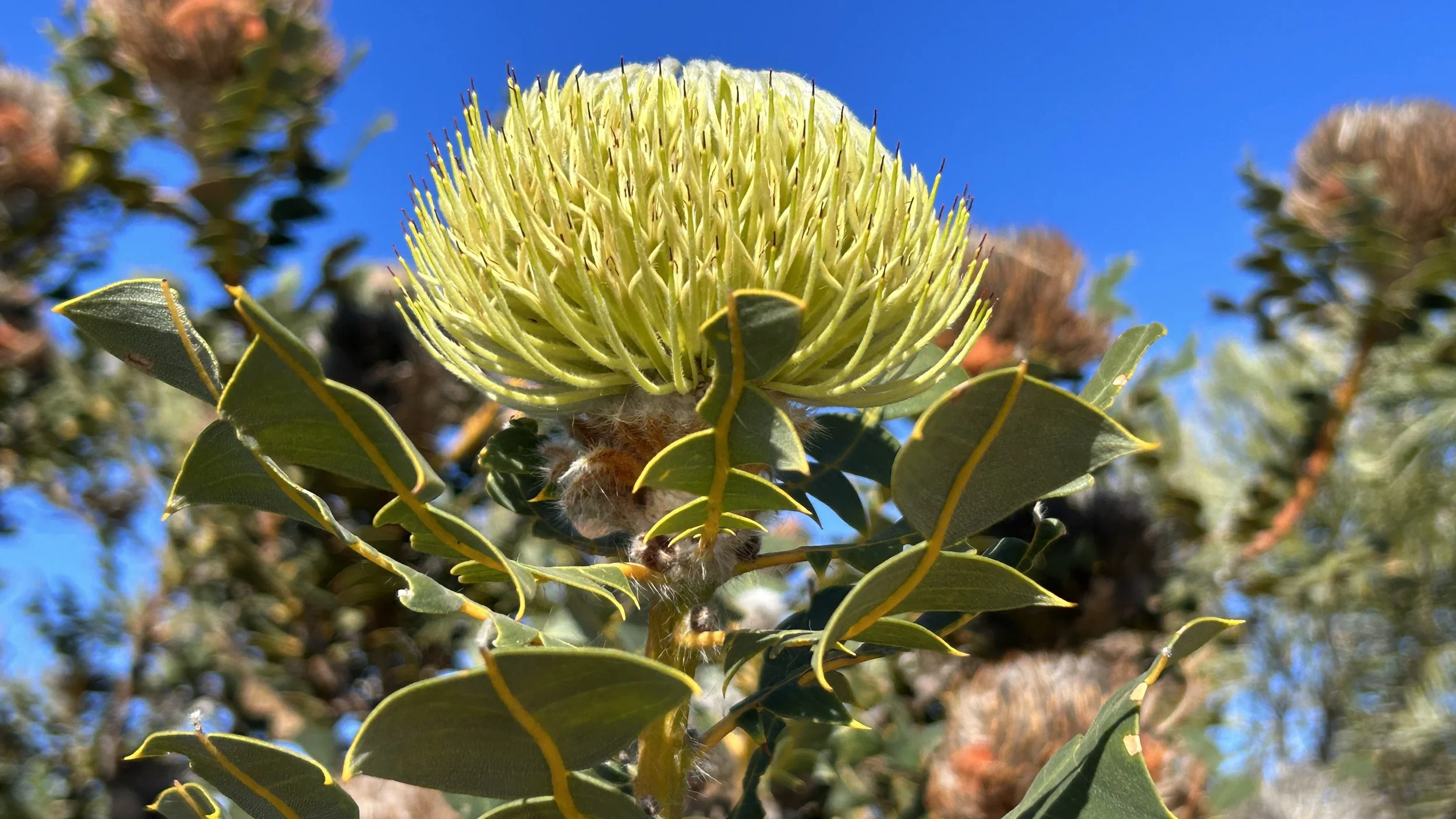 Banksia baxteri 2023 1.JPG