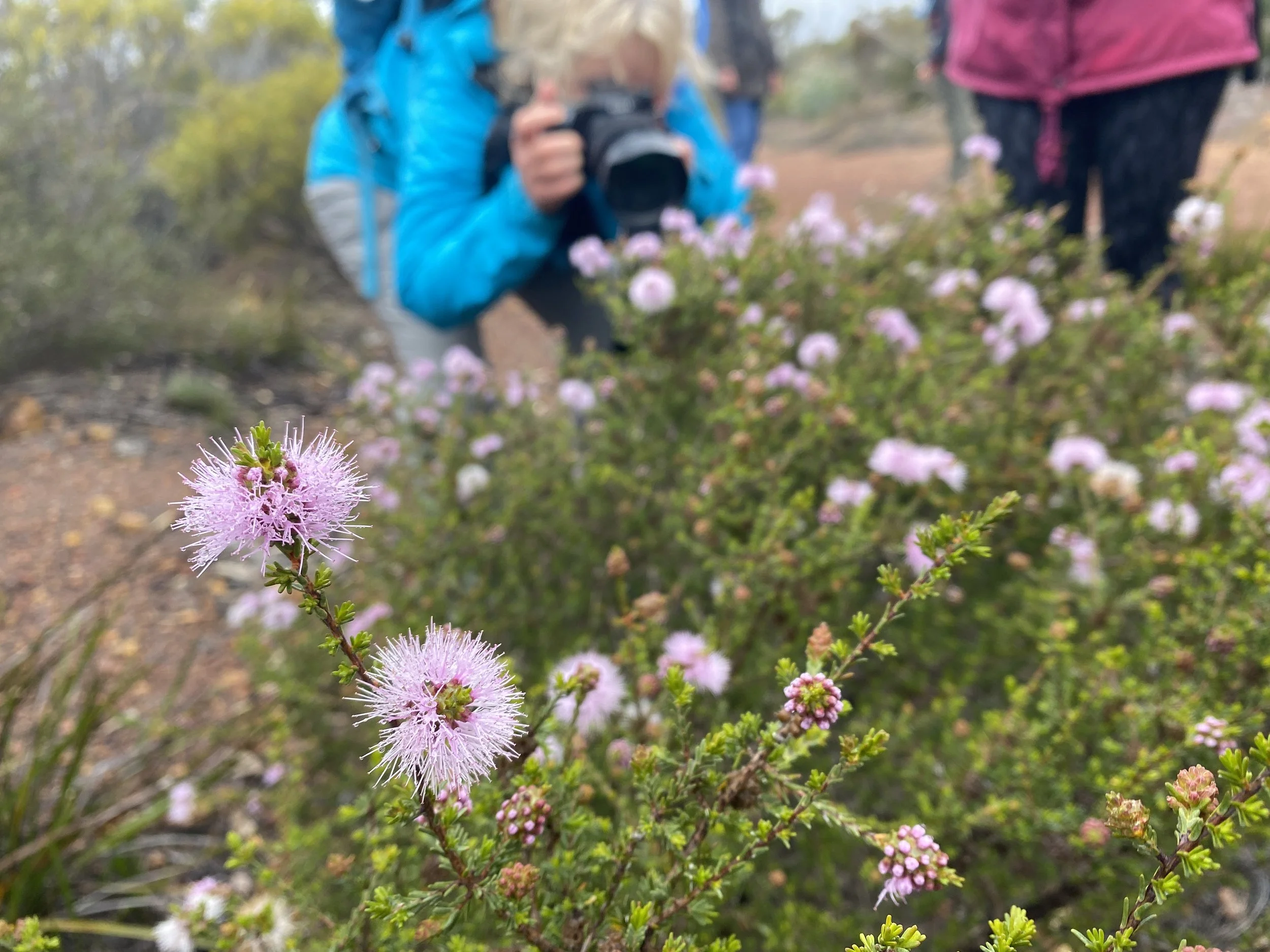 wildflowers and walkers 2022 14.JPG