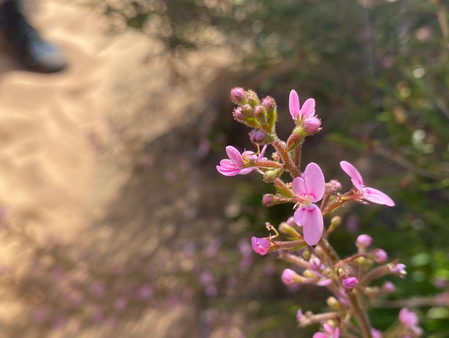 Murchison Gorge WildflowersStylidium  3.JPG