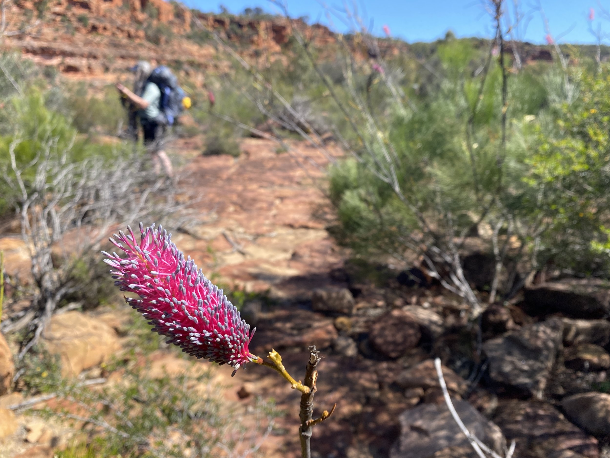 Murchison Gorge Wildflowers 10.JPG