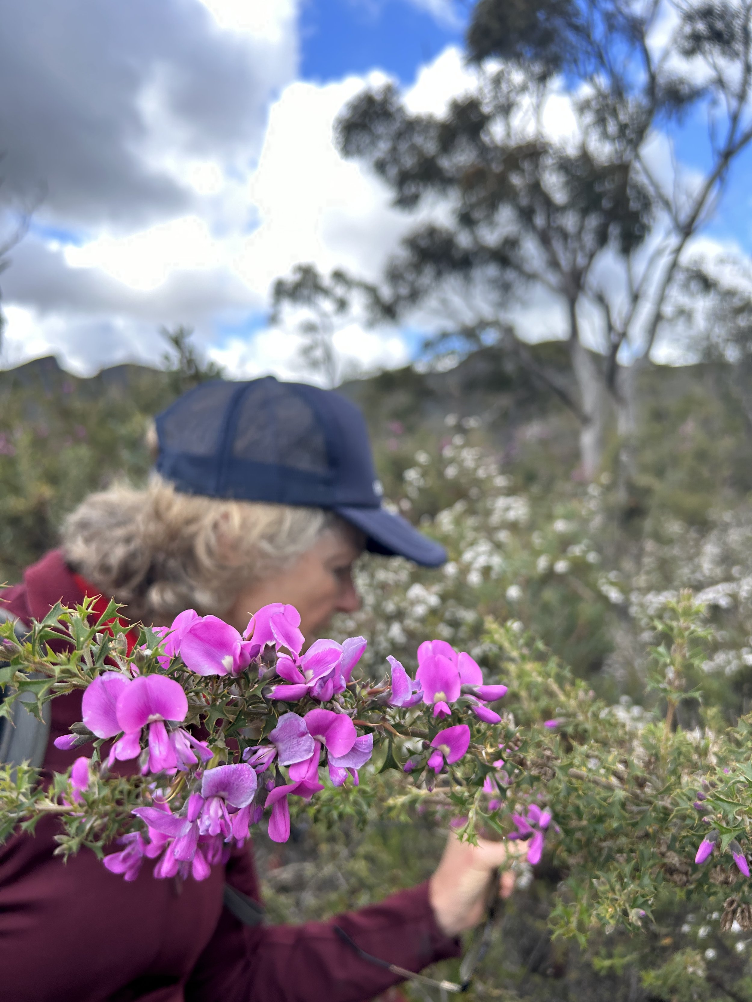 Painted Lady - Gampholobium scabrium 2023.JPG