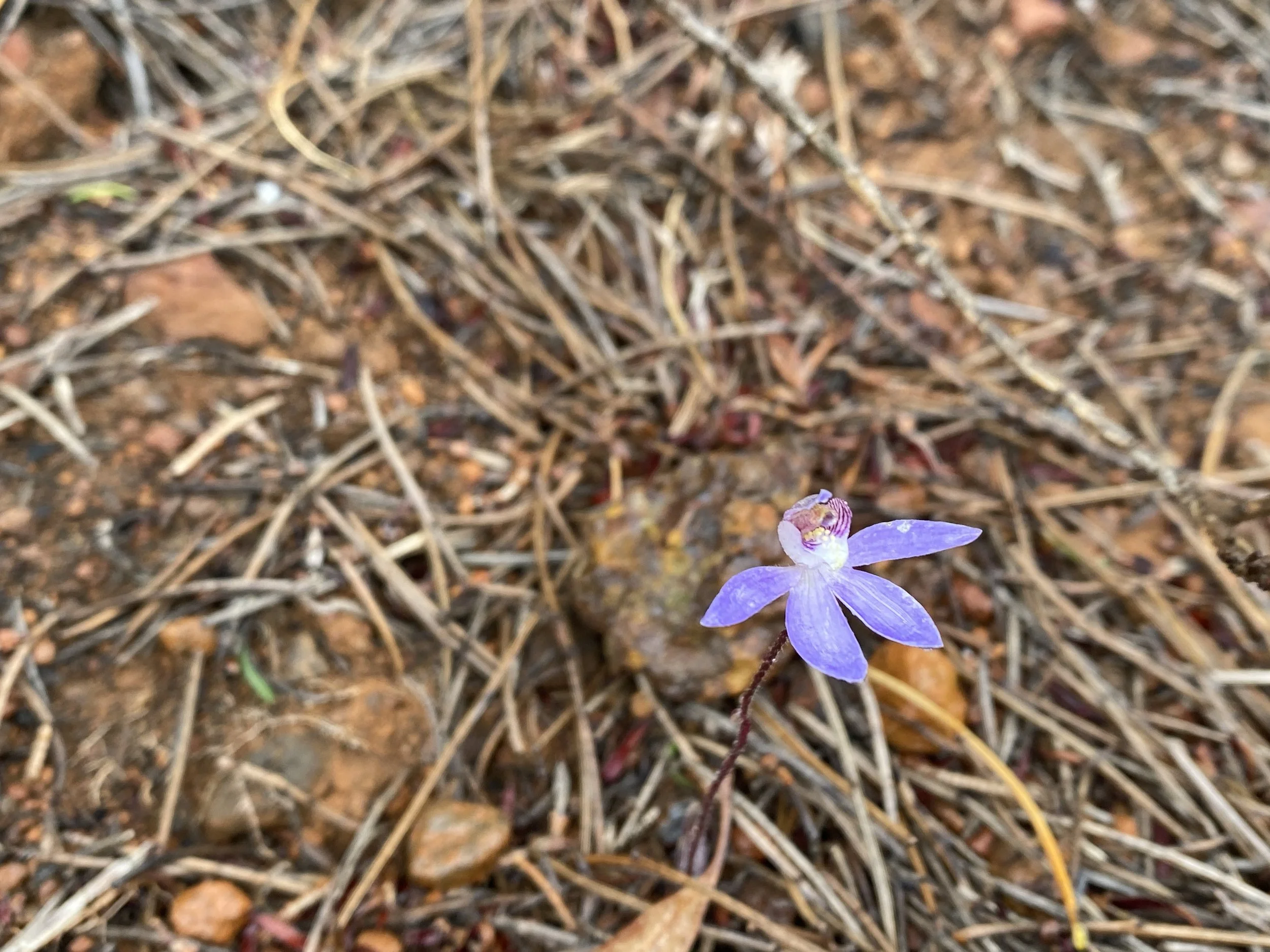 Cyanicula aperta - Western Tiny Blue .JPG