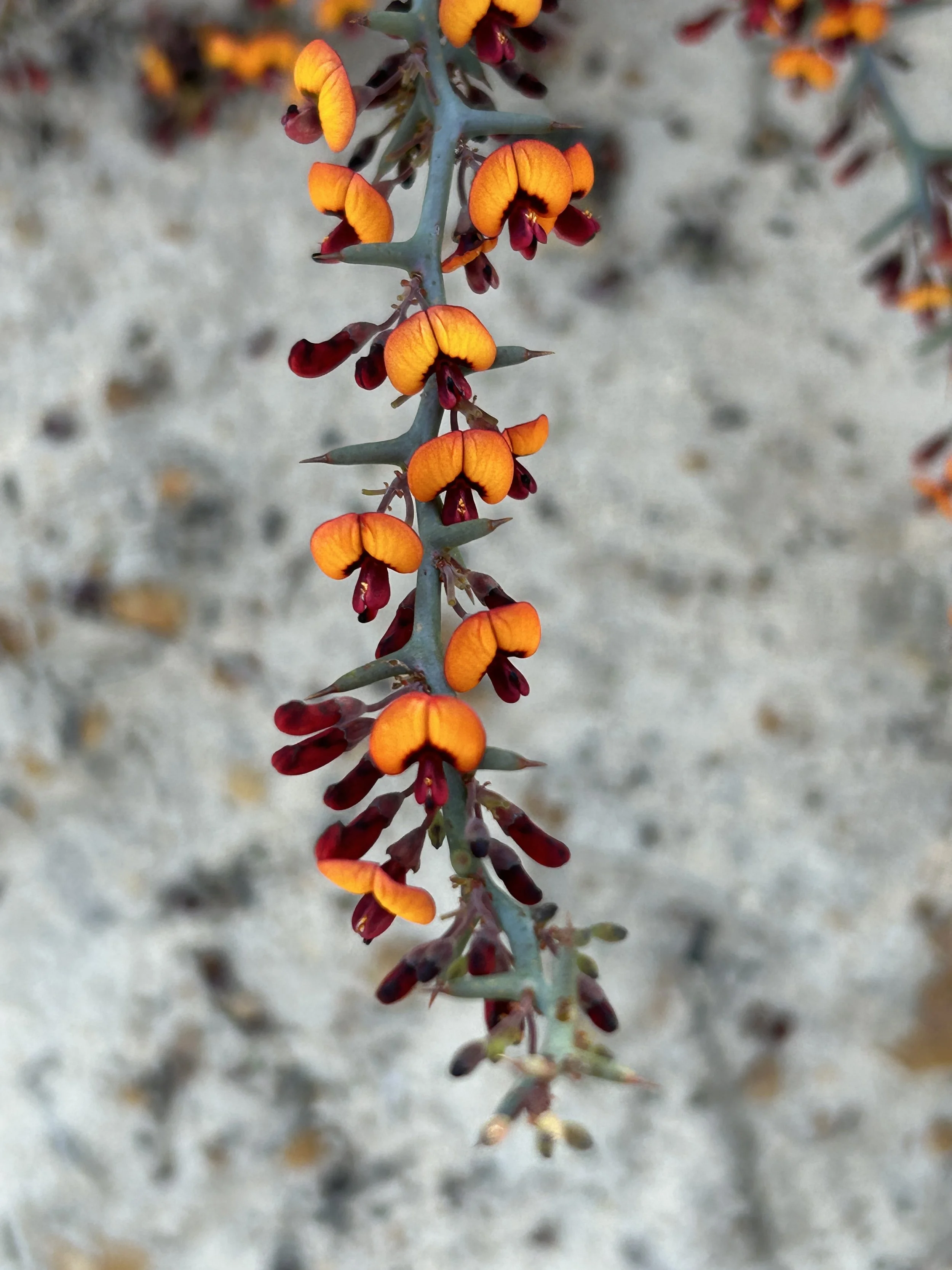 Daviesia sp 2023 Tozers Bushcamp 2.JPG