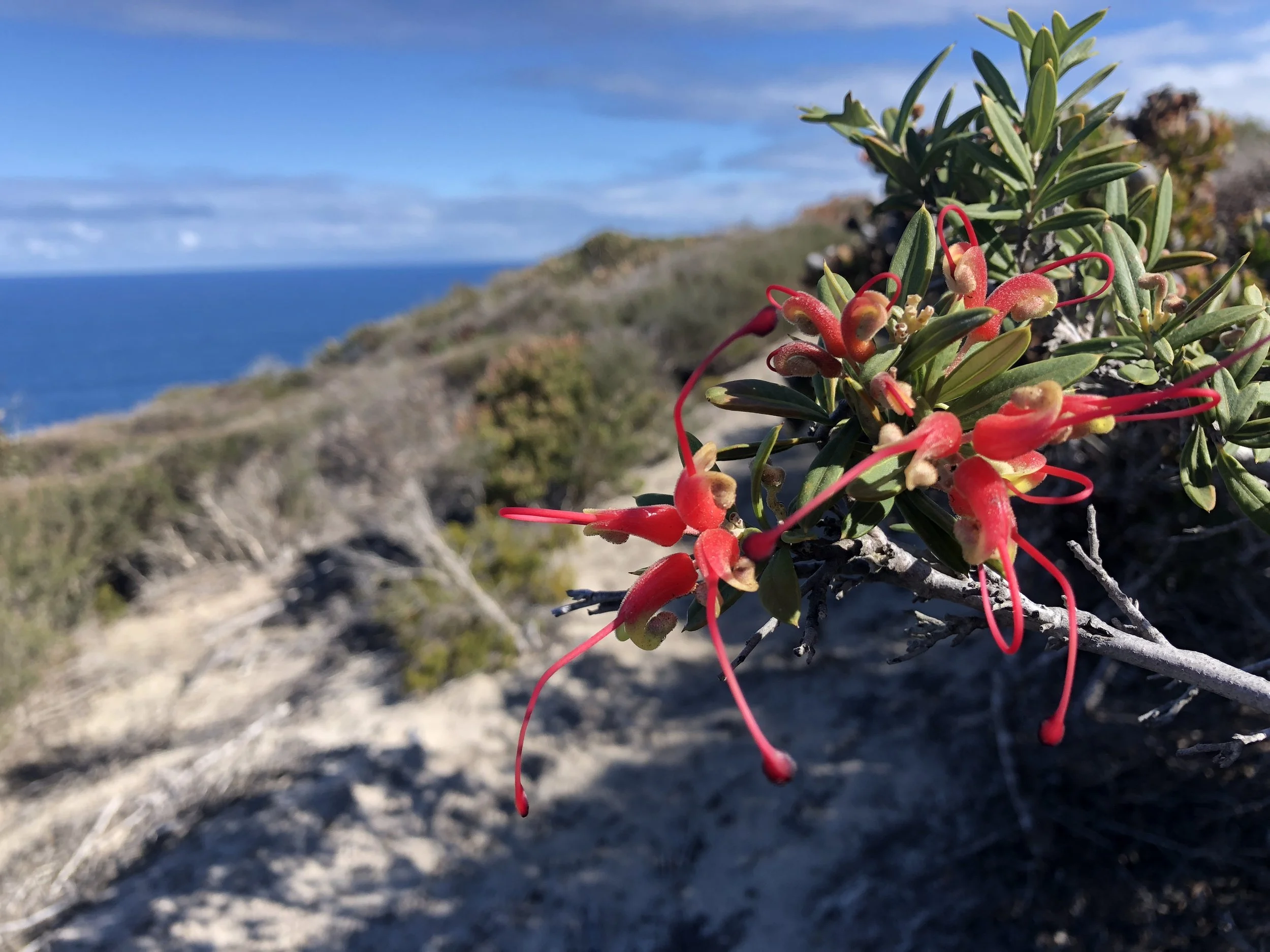 grevillea sp 2.JPG
