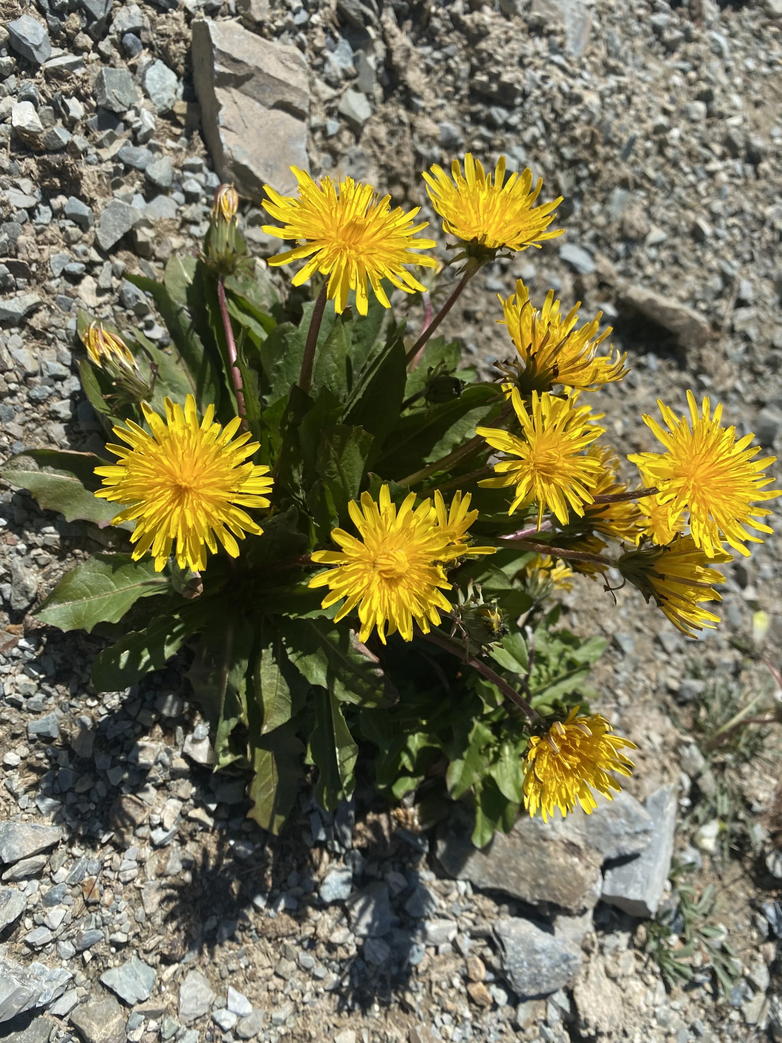 Mongolia Walking Adventure 2022 2.JPG