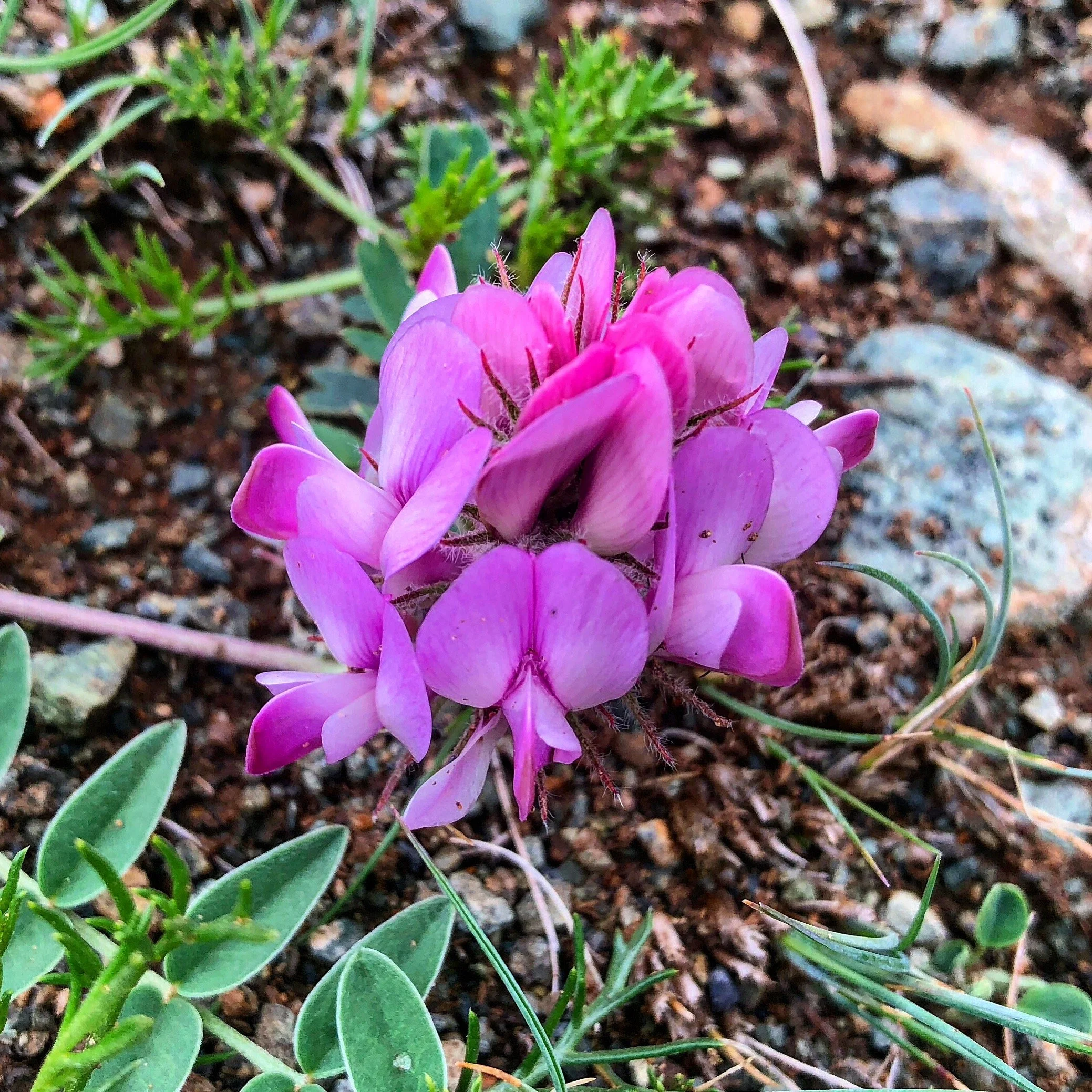 Turgen Kharhira NP 24.JPG