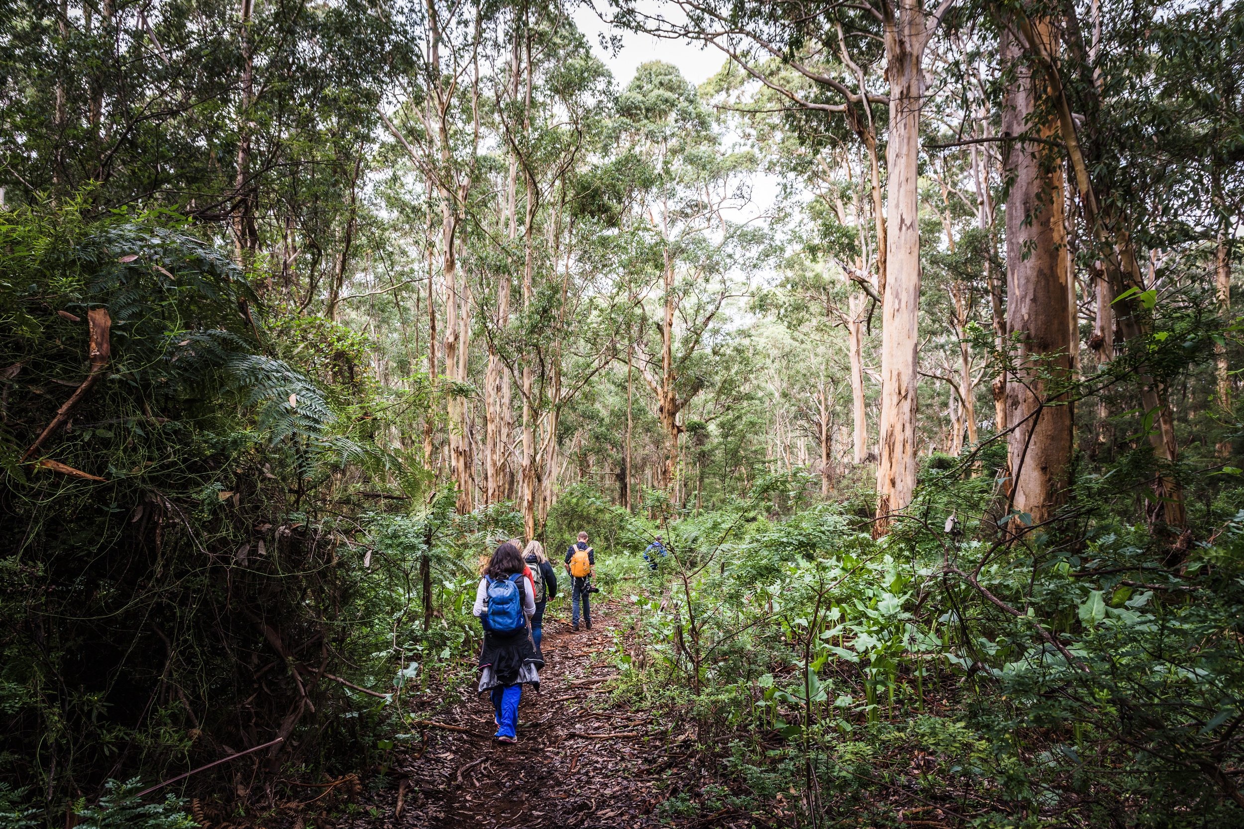 Boranup Walking Retreat Margaret River  copy 2.jpg
