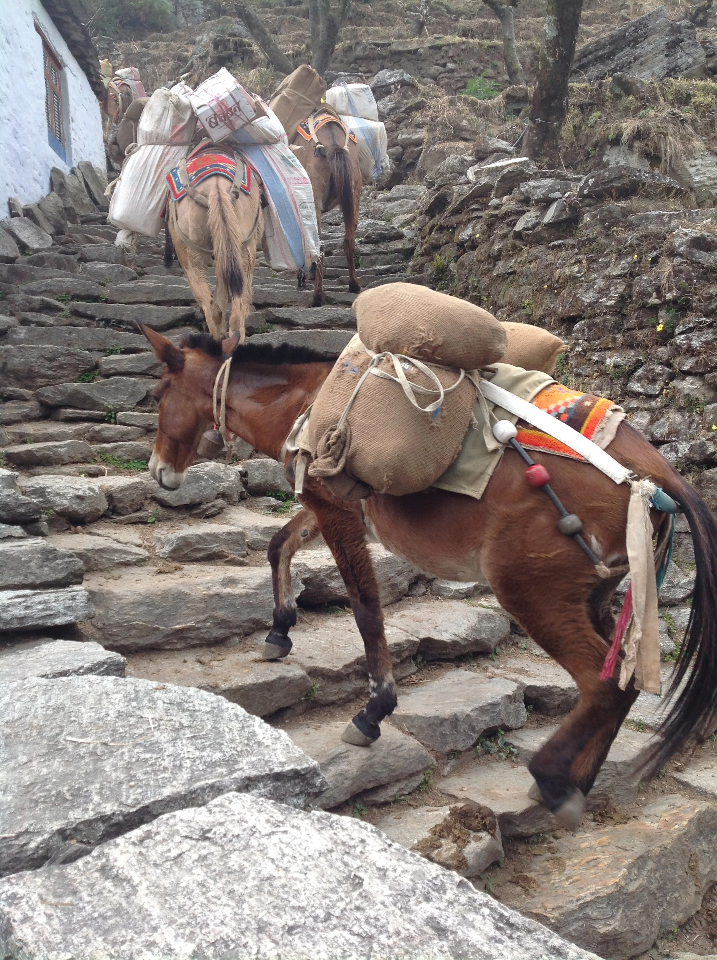 Annapurna 2015 donkeys .JPG