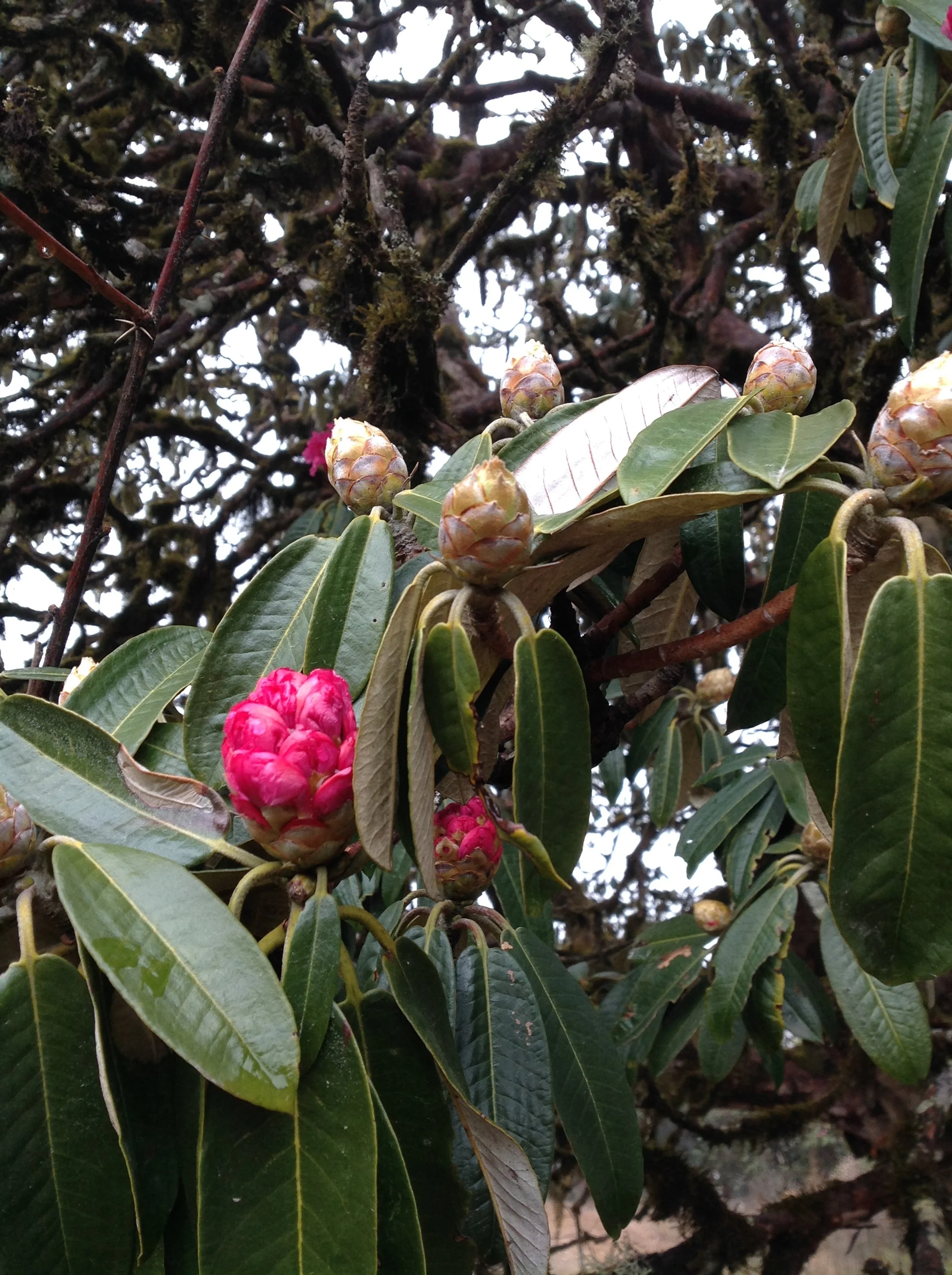Rhododendrons Nepal 12015.JPG