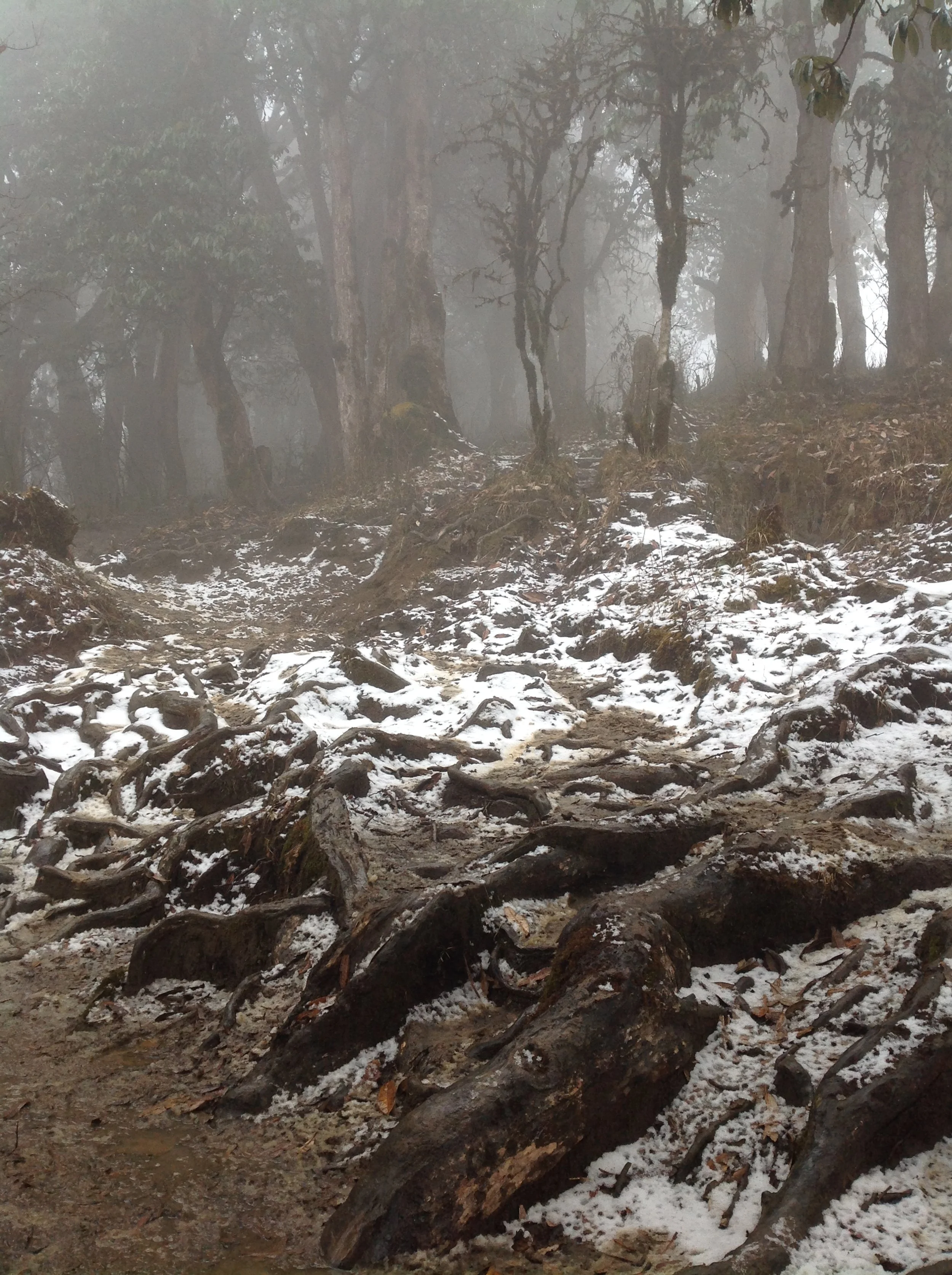 Annapurna 2015 misty woods.JPG