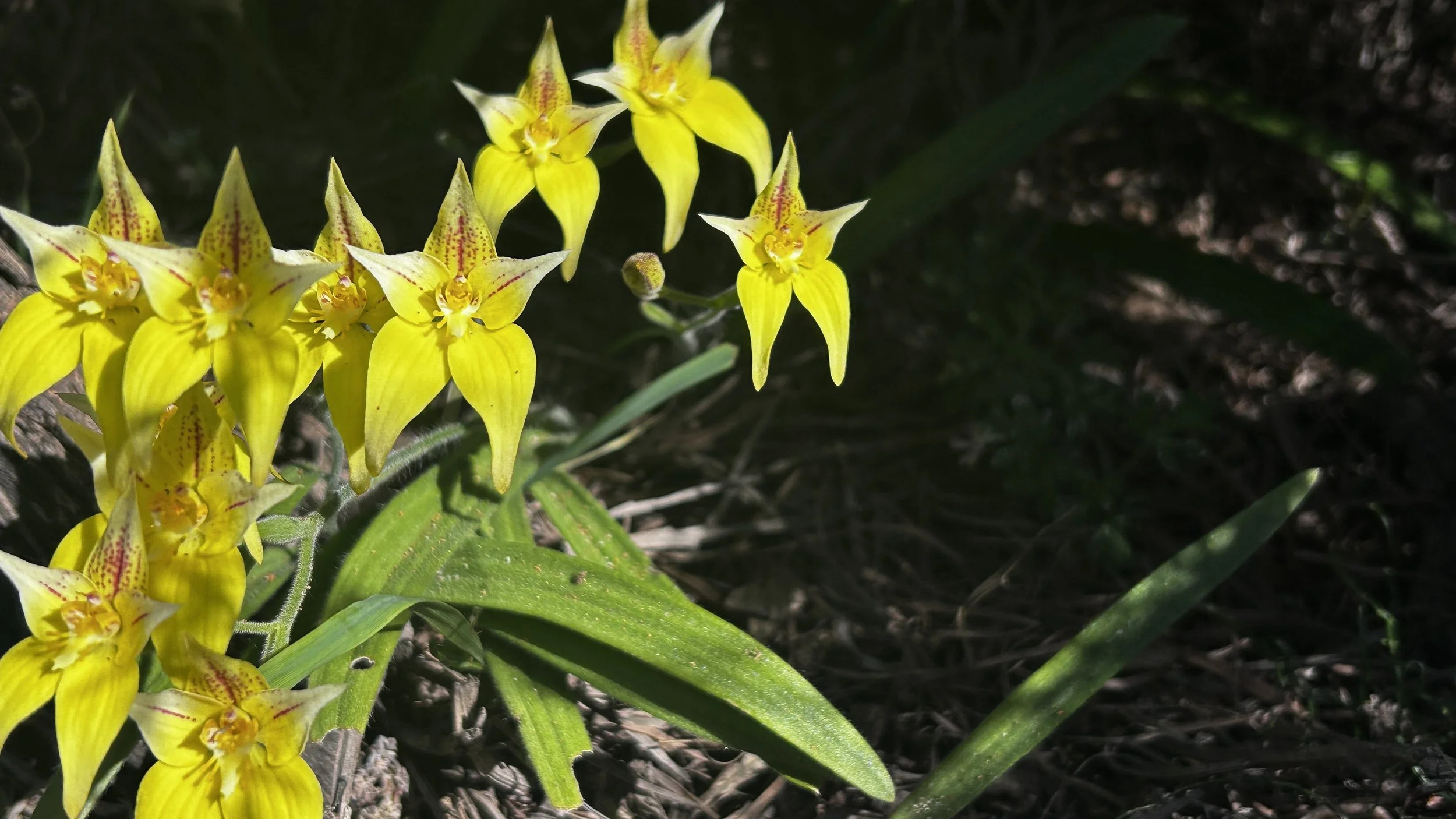 Caladenia flava