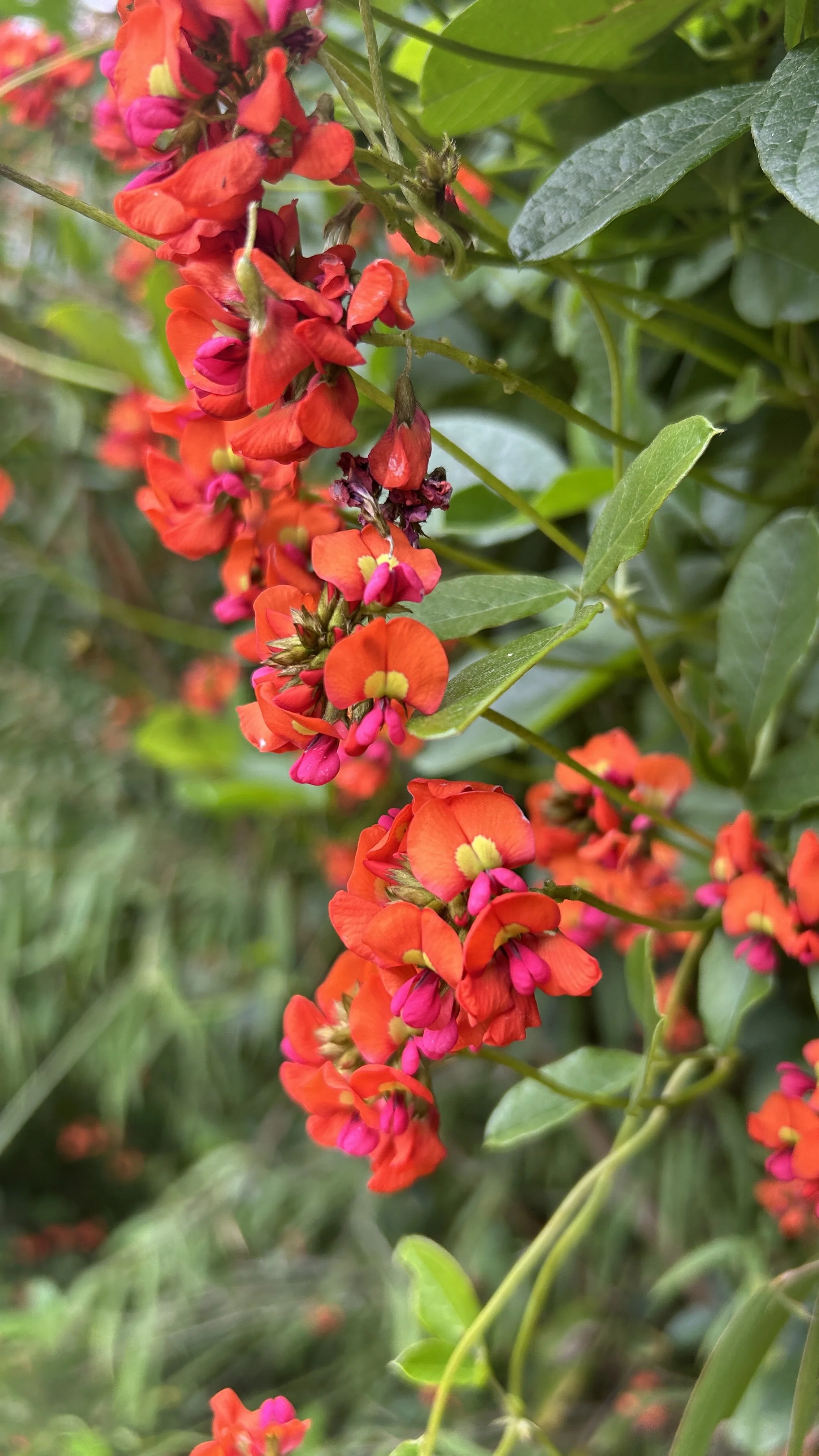 Cape to Cape Sept 24 26.JPG