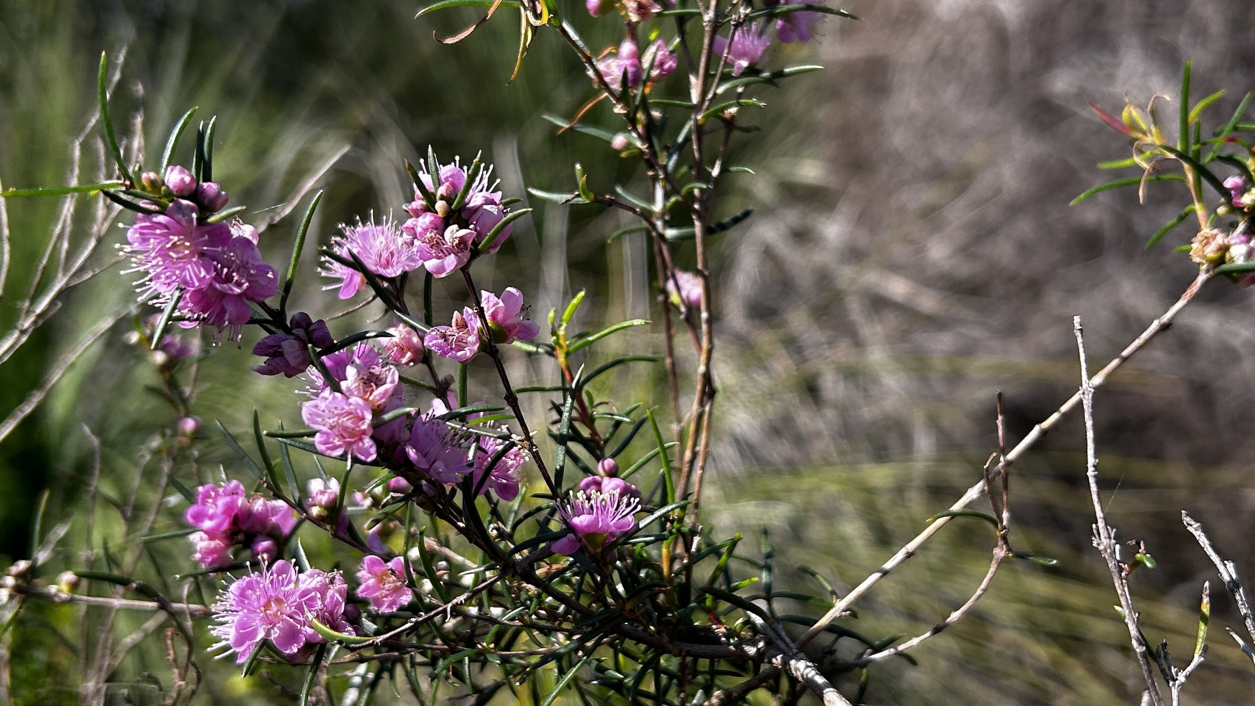 Cape to Cape Sept 24 52.JPG