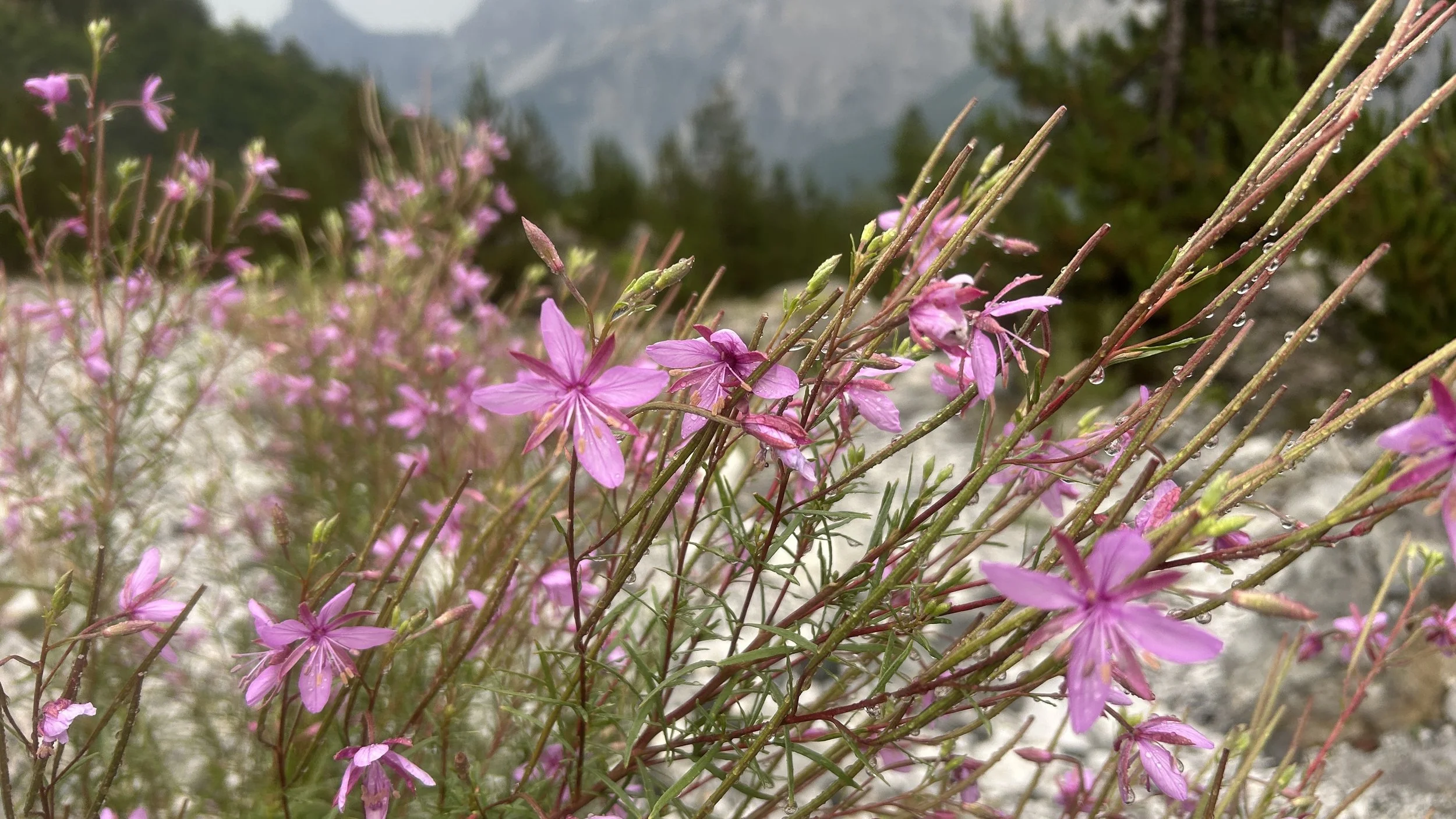 Wildflowers in Albania