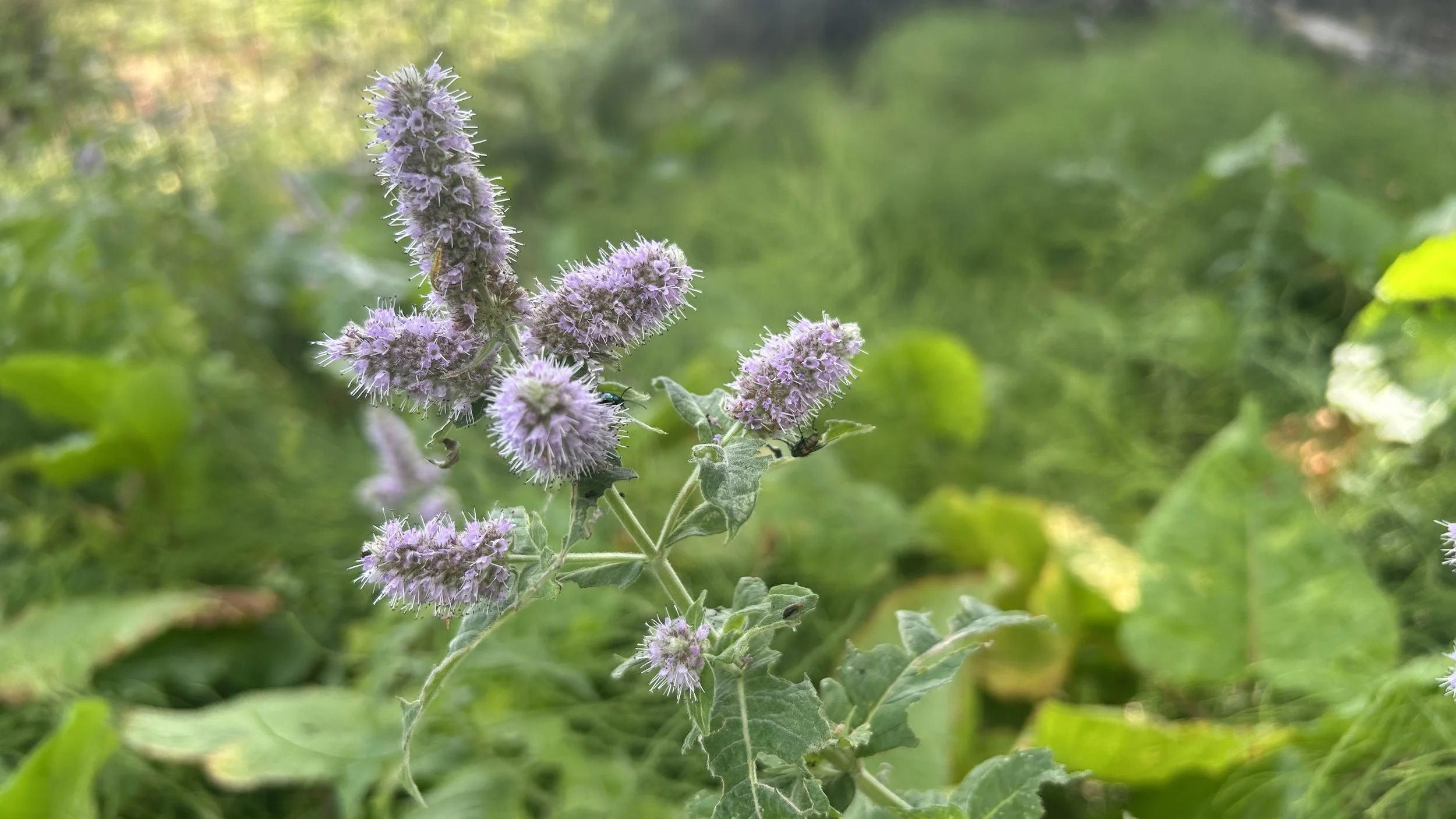 Wildflowers Montenegro