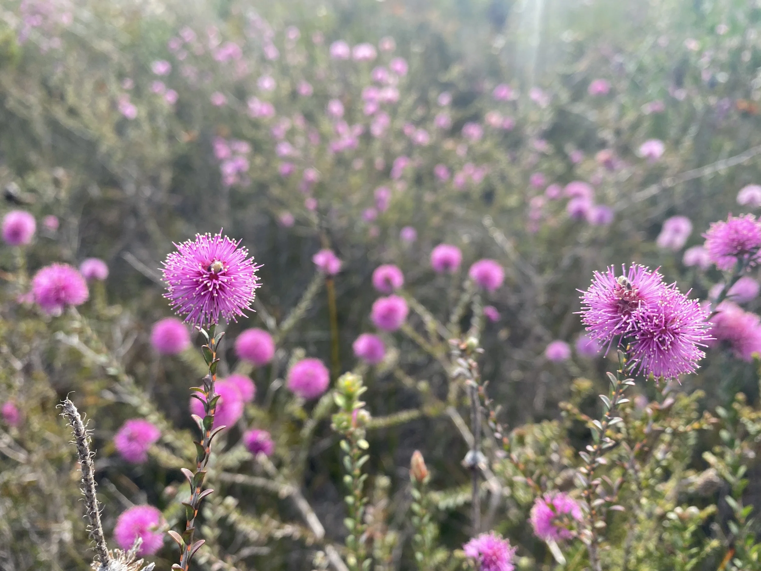 Melaleuca sp