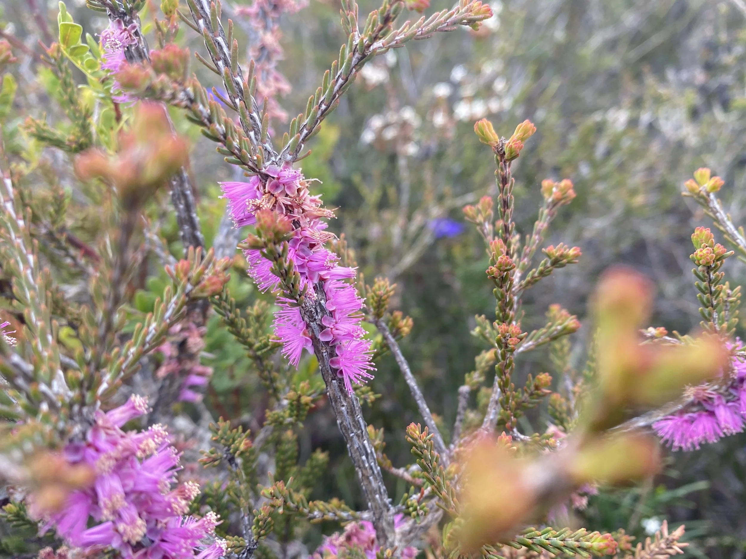 Melaleuca suberosa