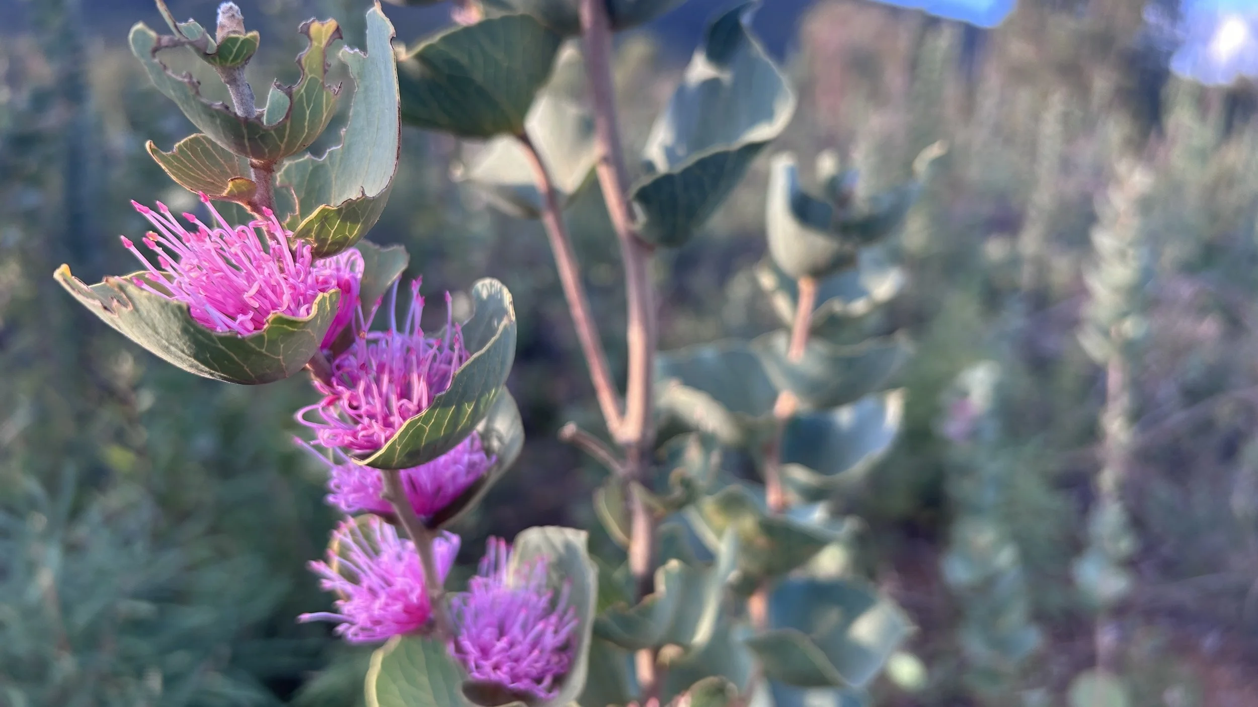 Hakea Cuculatta