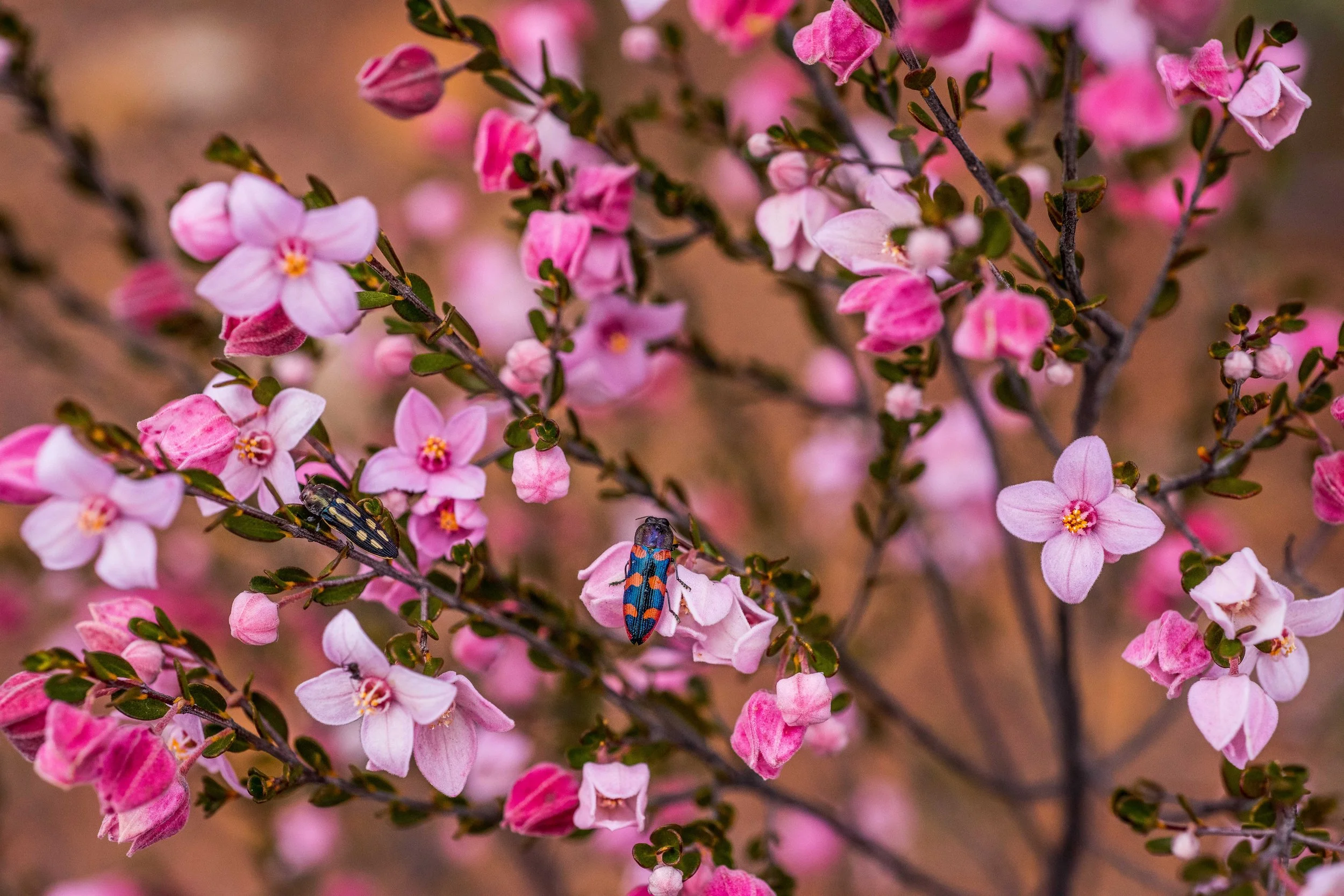 Boronia 
