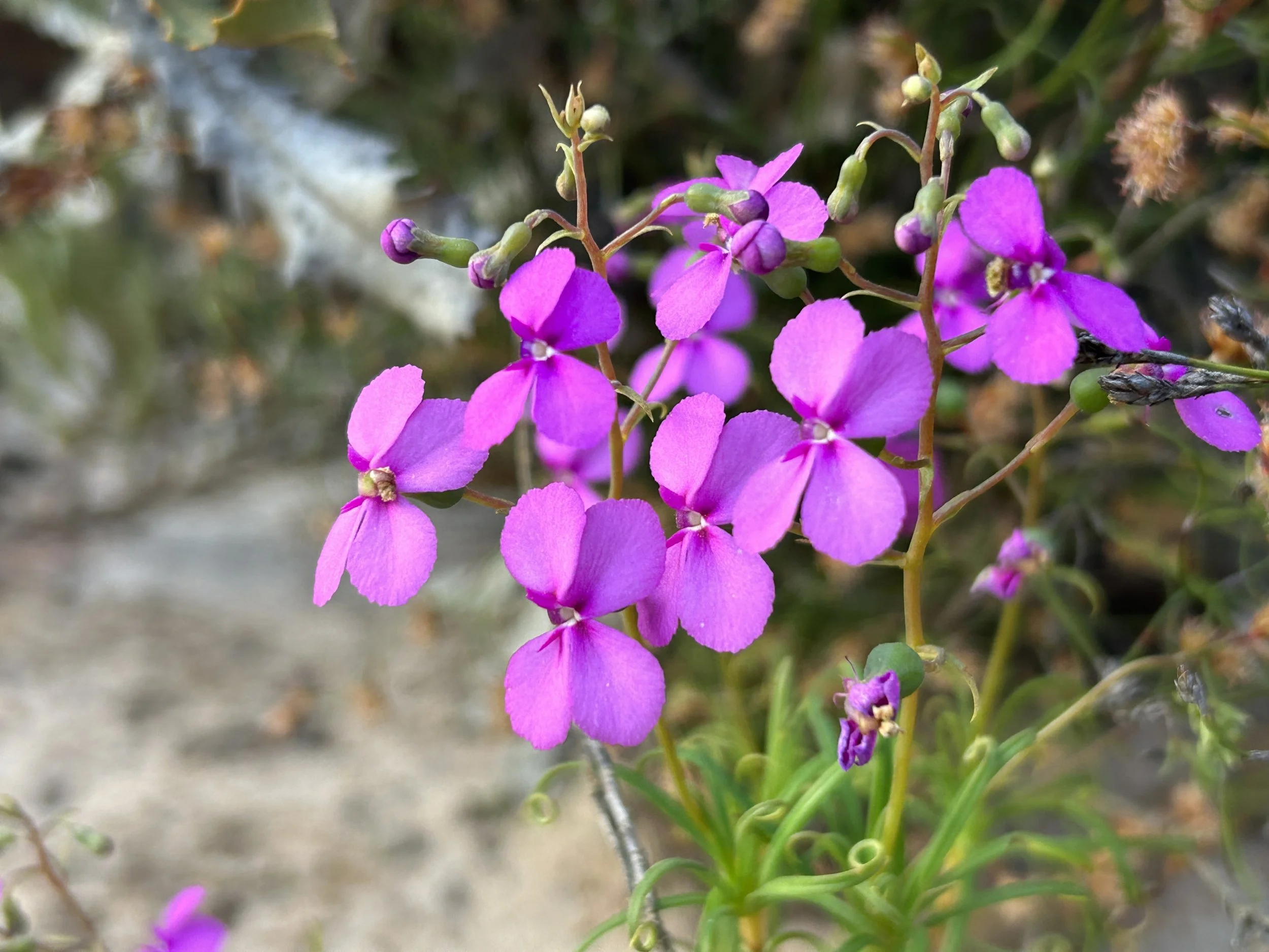 Stylidium sp