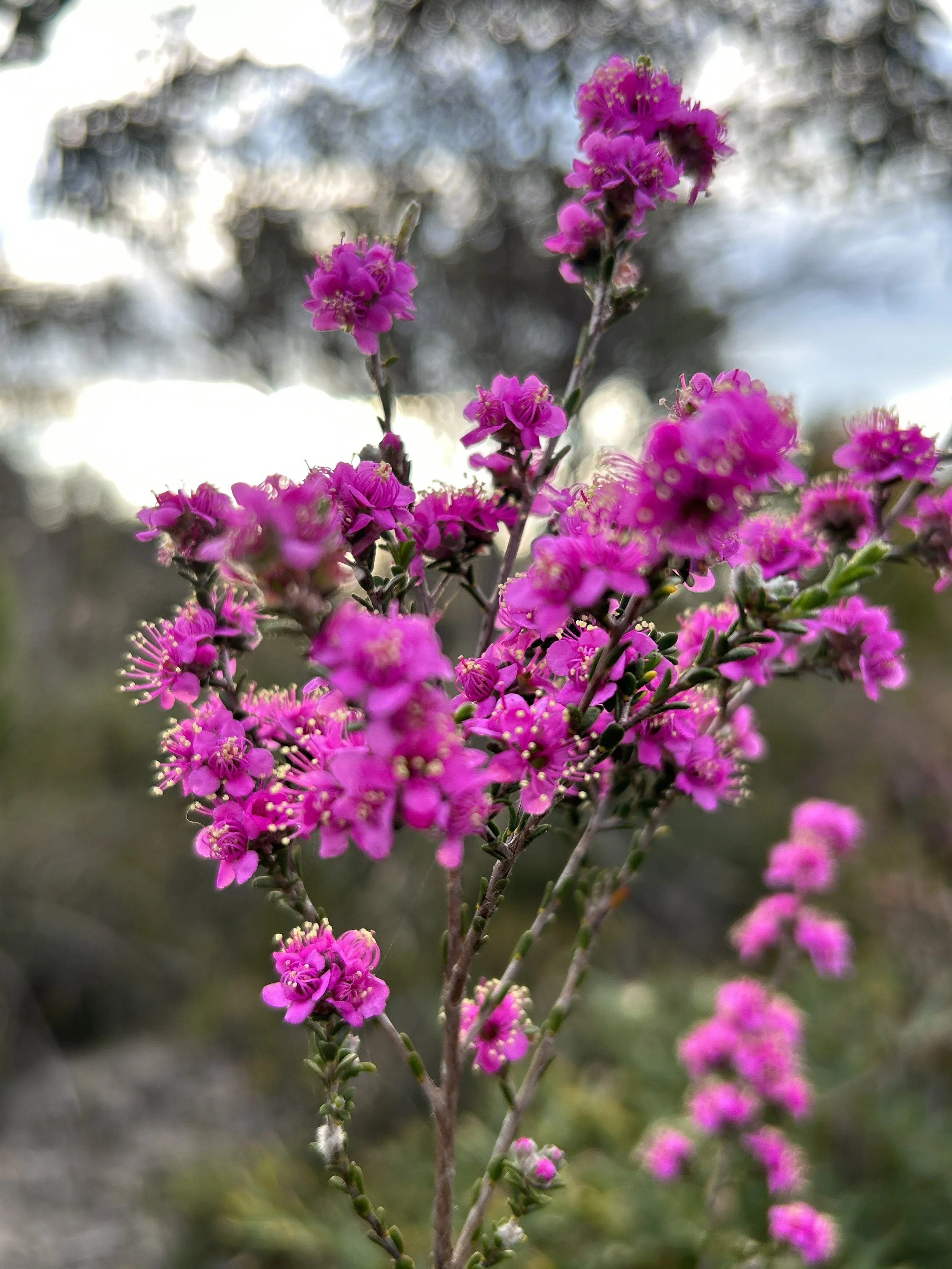 Kunzea sp