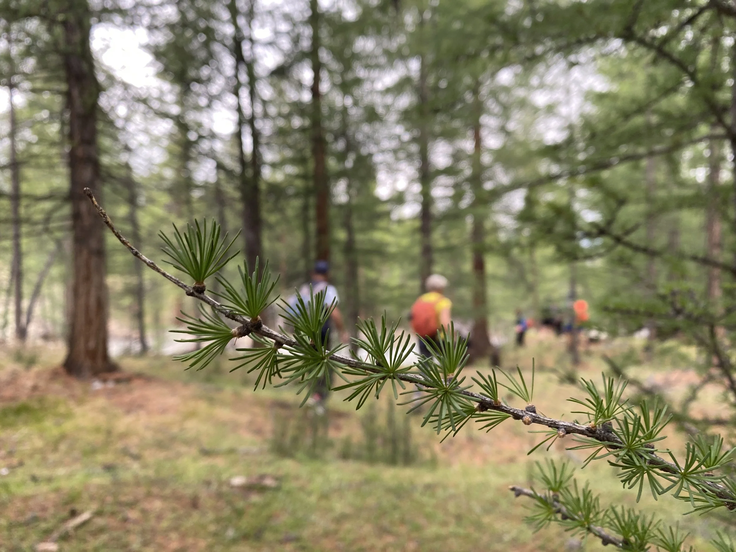 4 Ways Nature Helps Us Restore Our Creativity