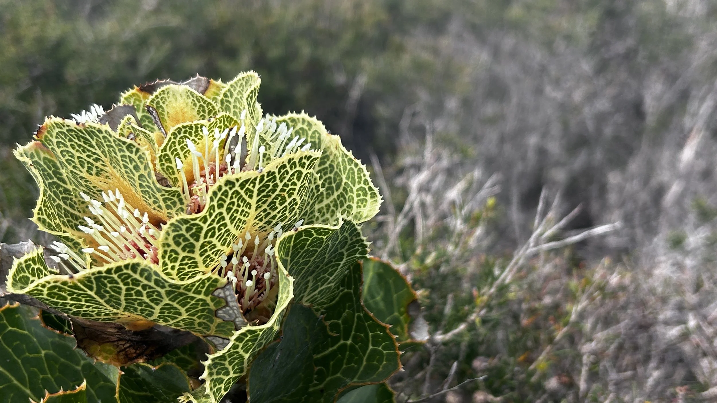 Wildflowers of Western Australia -  Beacons of Resilience 