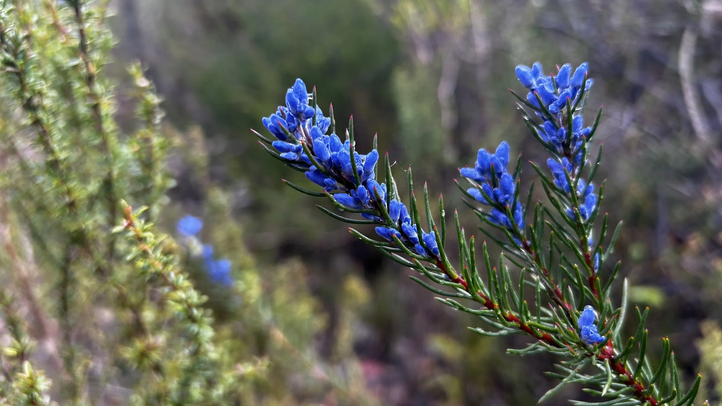Wildflowers Stirling Ranges 24 16.jpg