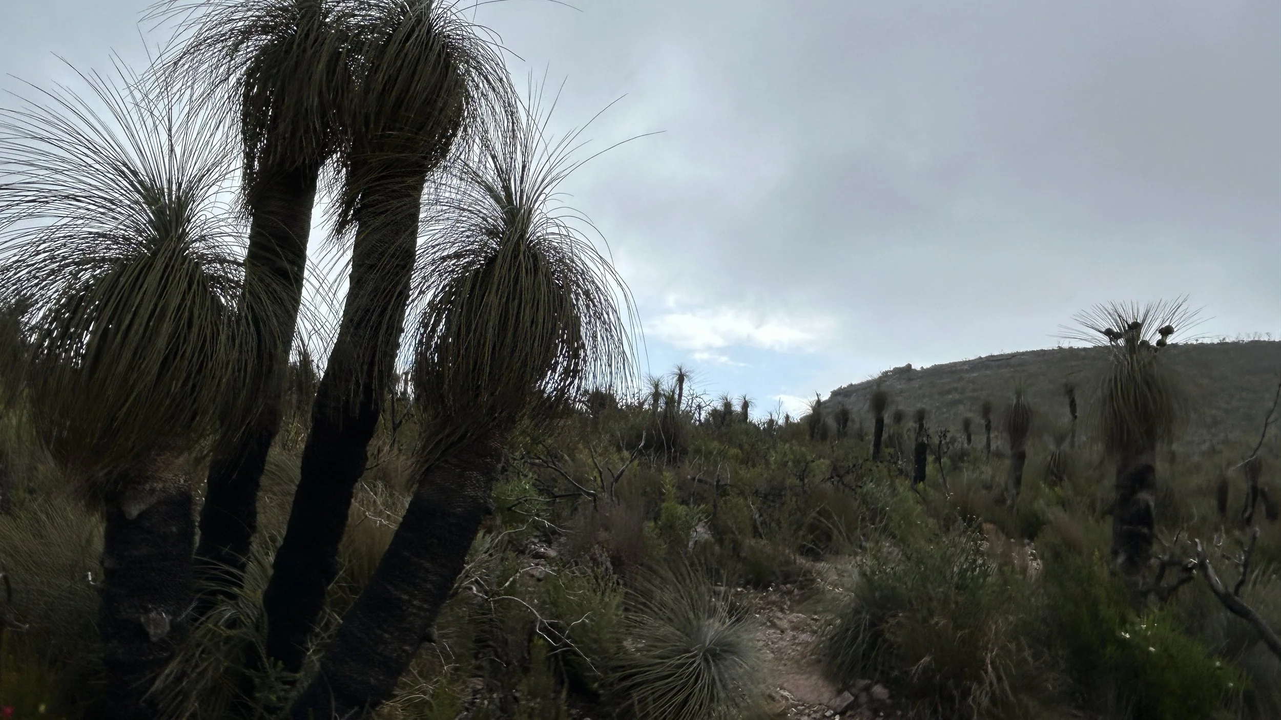 Wildflowers Stirling Ranges 24 5.jpg