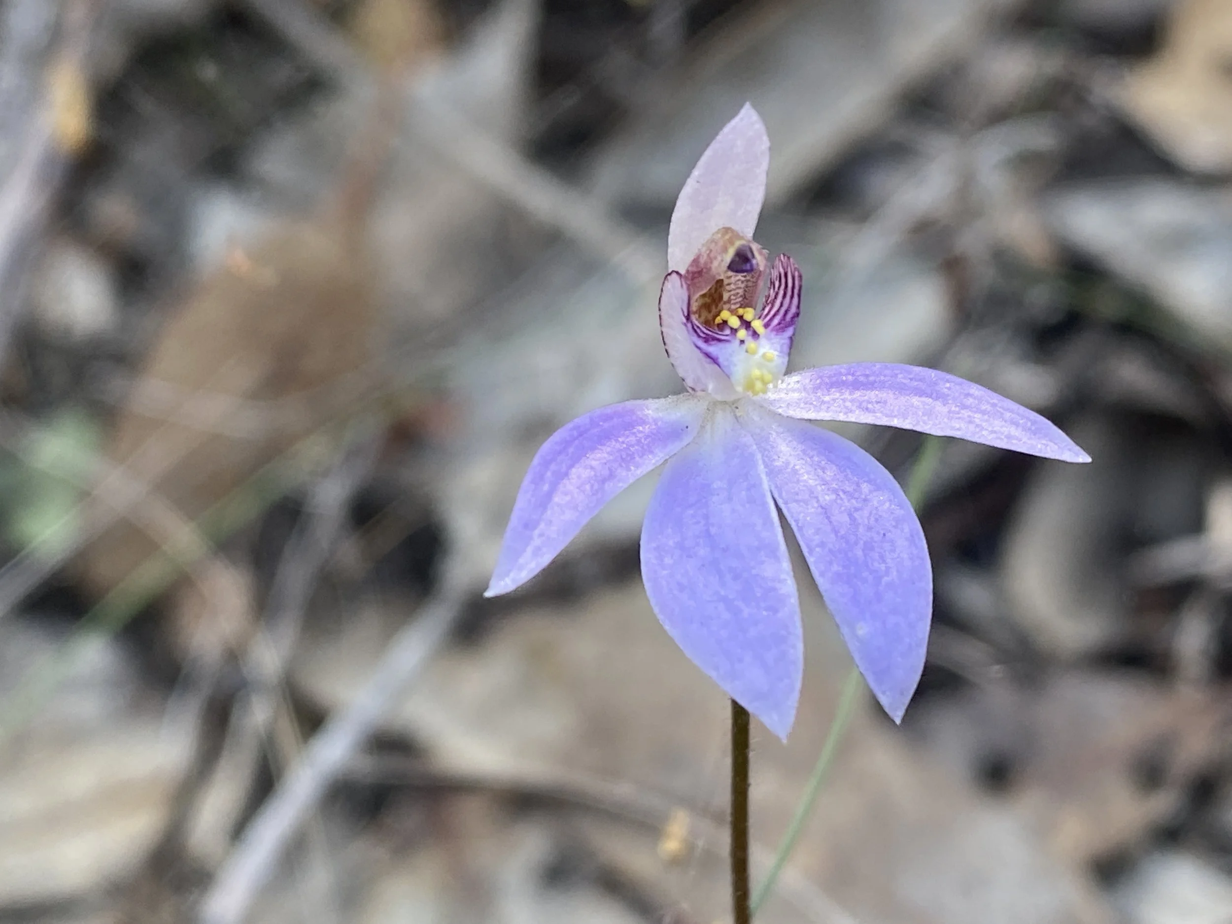 Tiny Western Blue Orchid - Mamang Trail FRNP 2.JPG